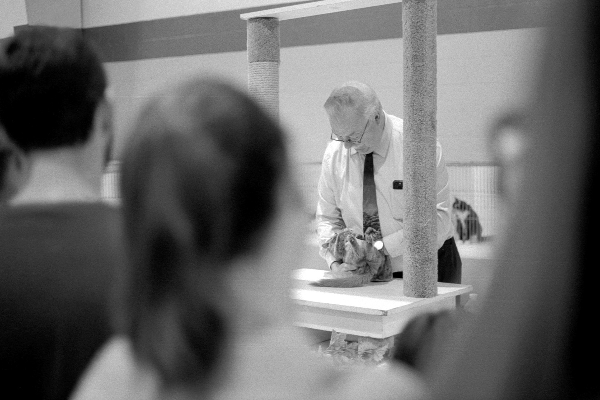 ACFA Cat Show, KY, Oct. 2025