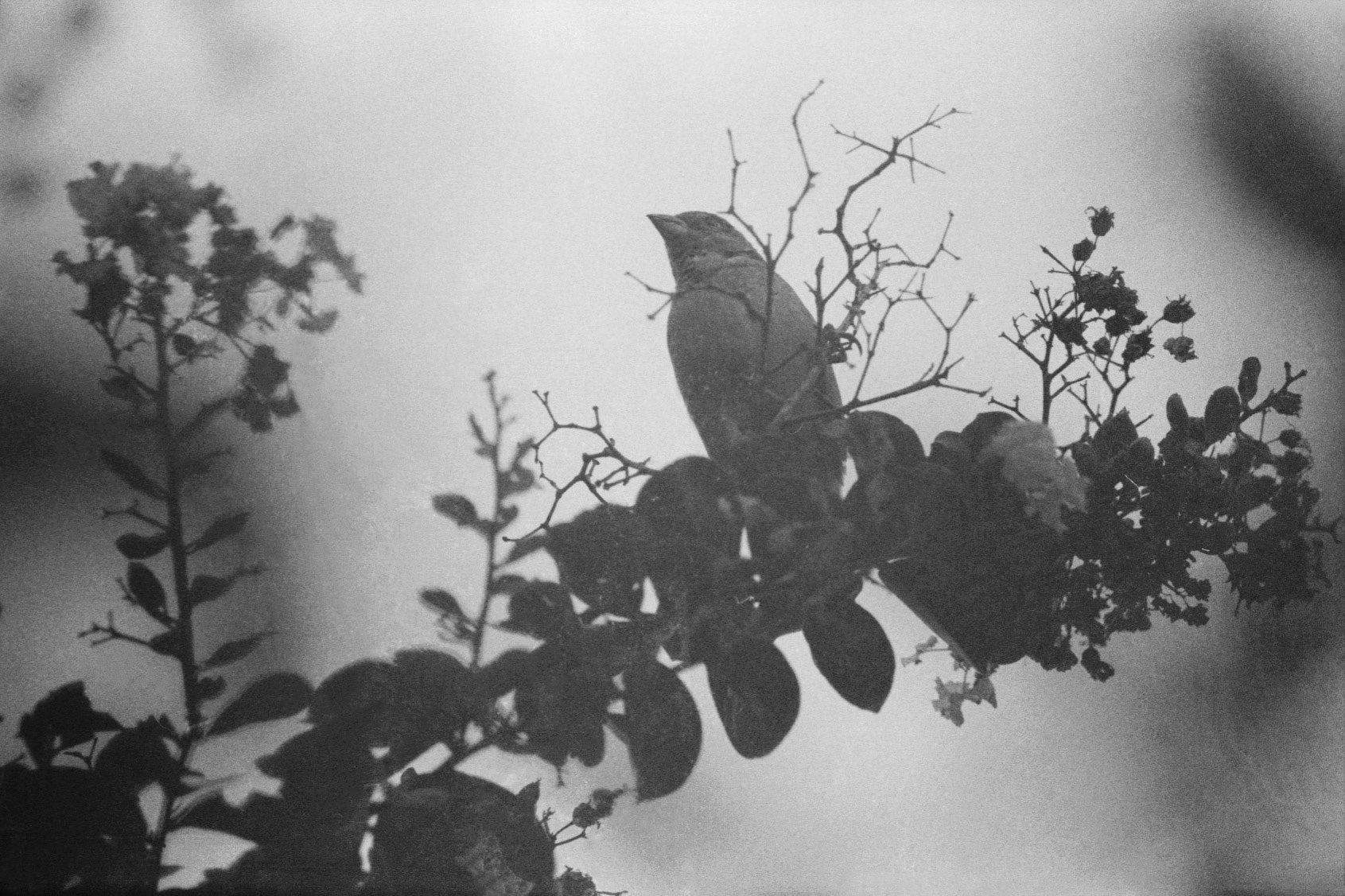 House sparrow on flowering tree, KY, Sep. 2023