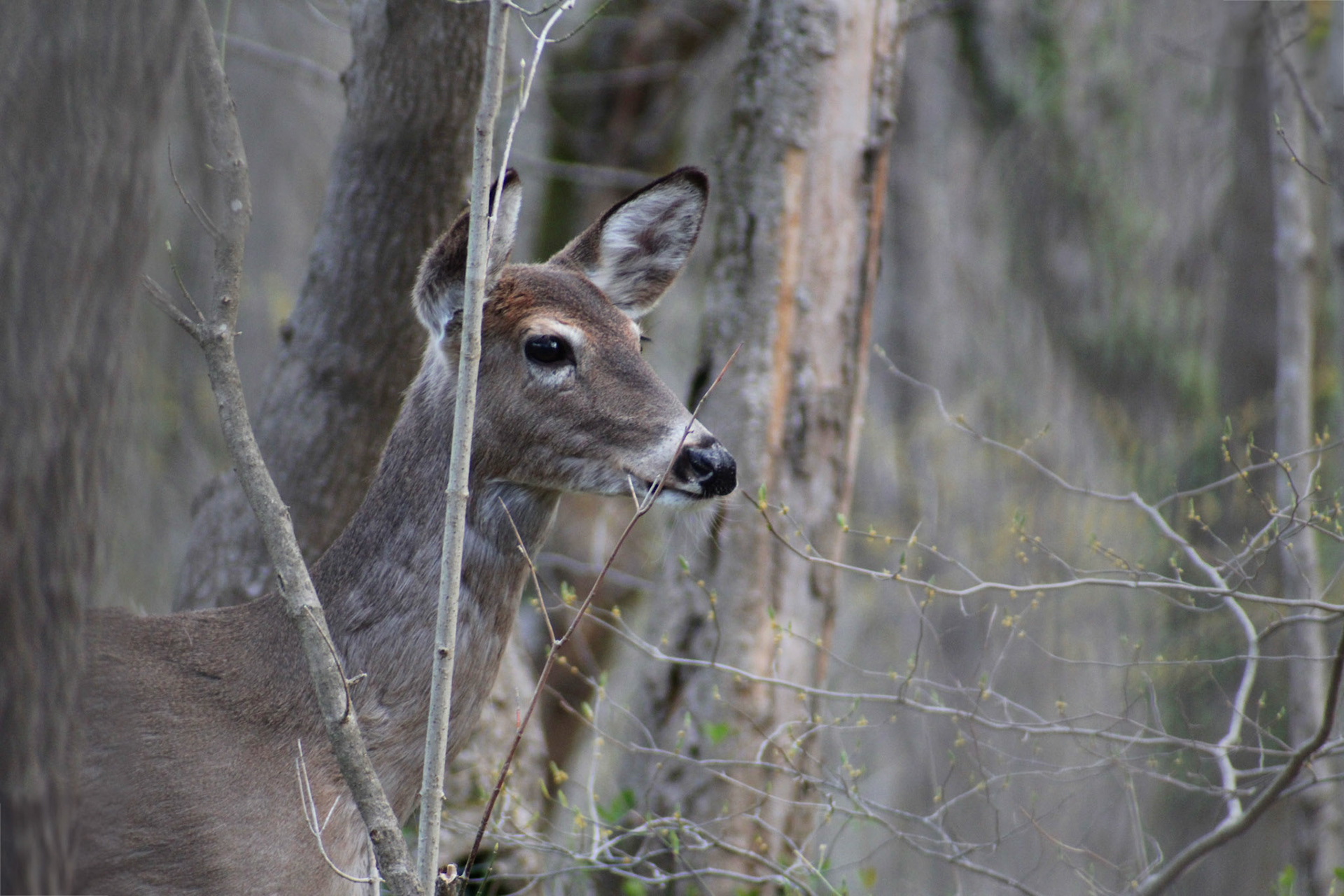 Deer, Cherokee Park, KY, Mar. 2024