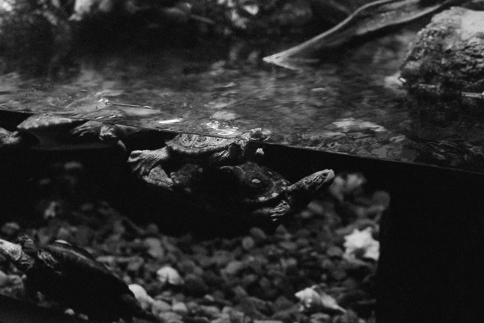 Newport Aquarium, KY, Nov. 2024