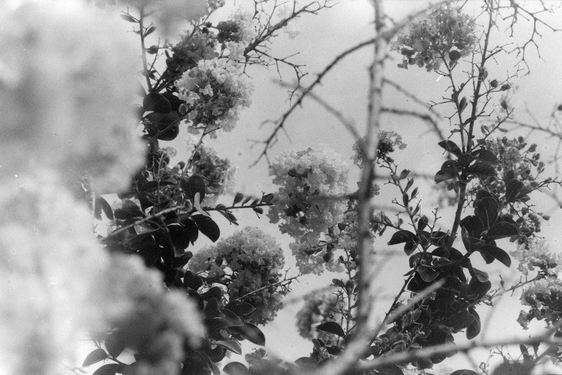 Flowering tree, KY, Sep. 2023
