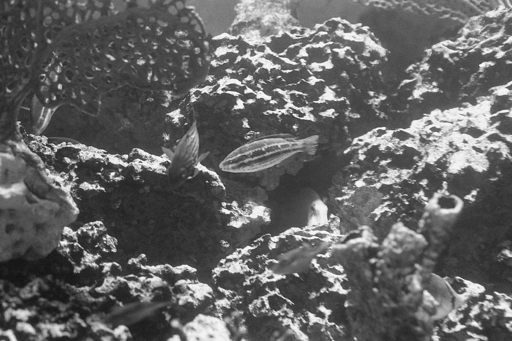 Newport Aquarium, KY, Nov. 2024