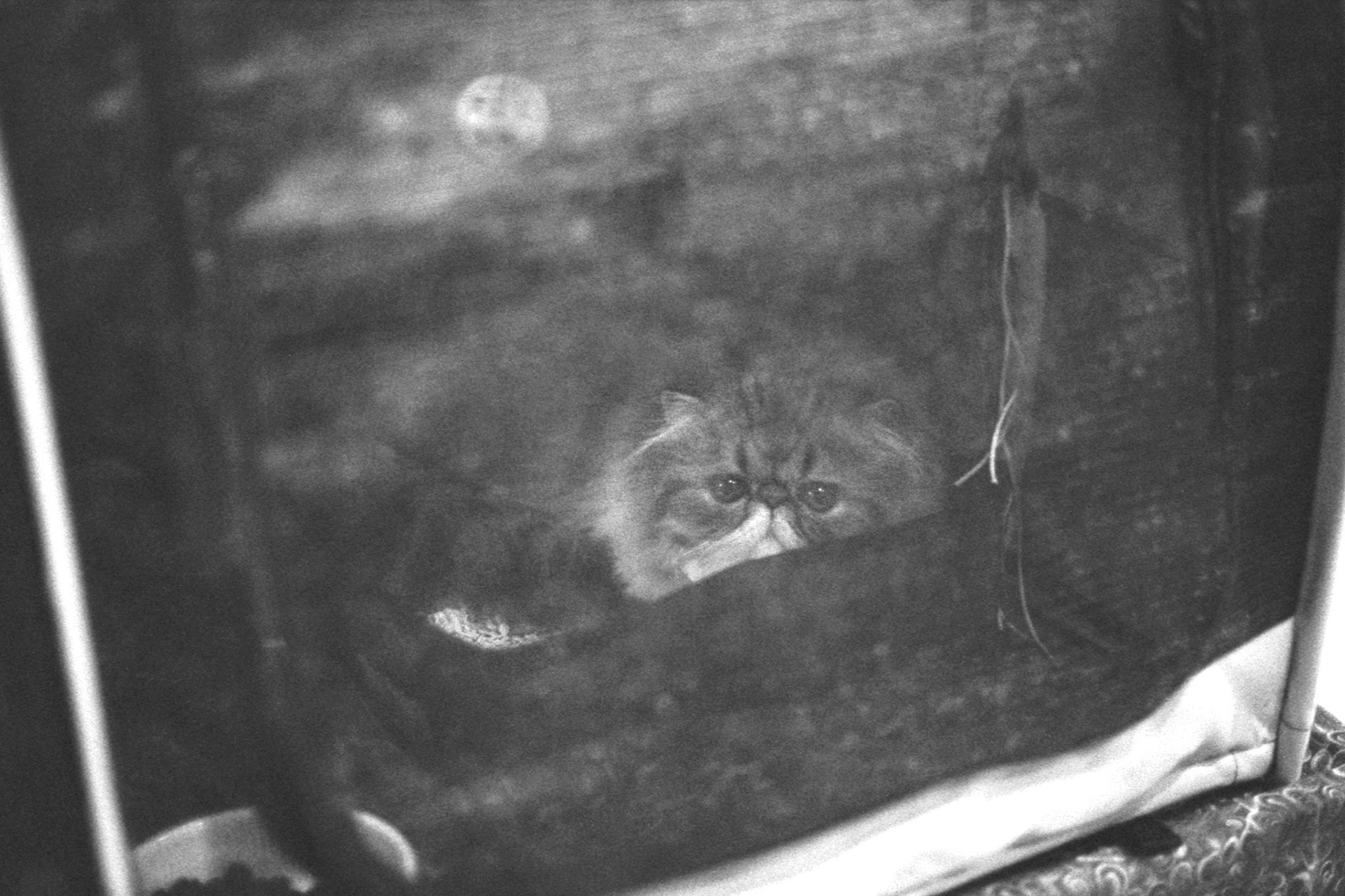 ACFA Cat Show, KY, Oct. 2025