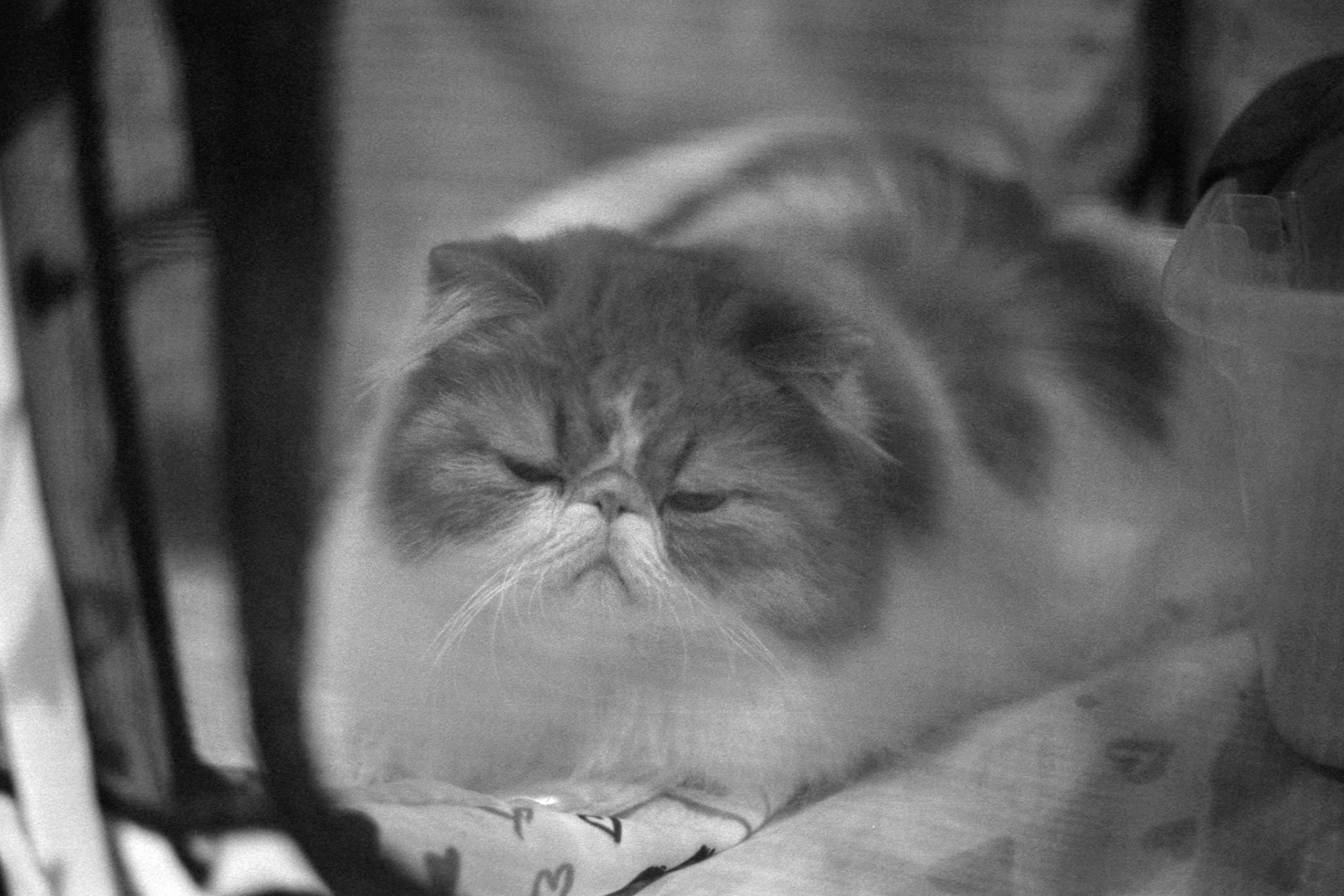 ACFA Cat Show, KY, Oct. 2025