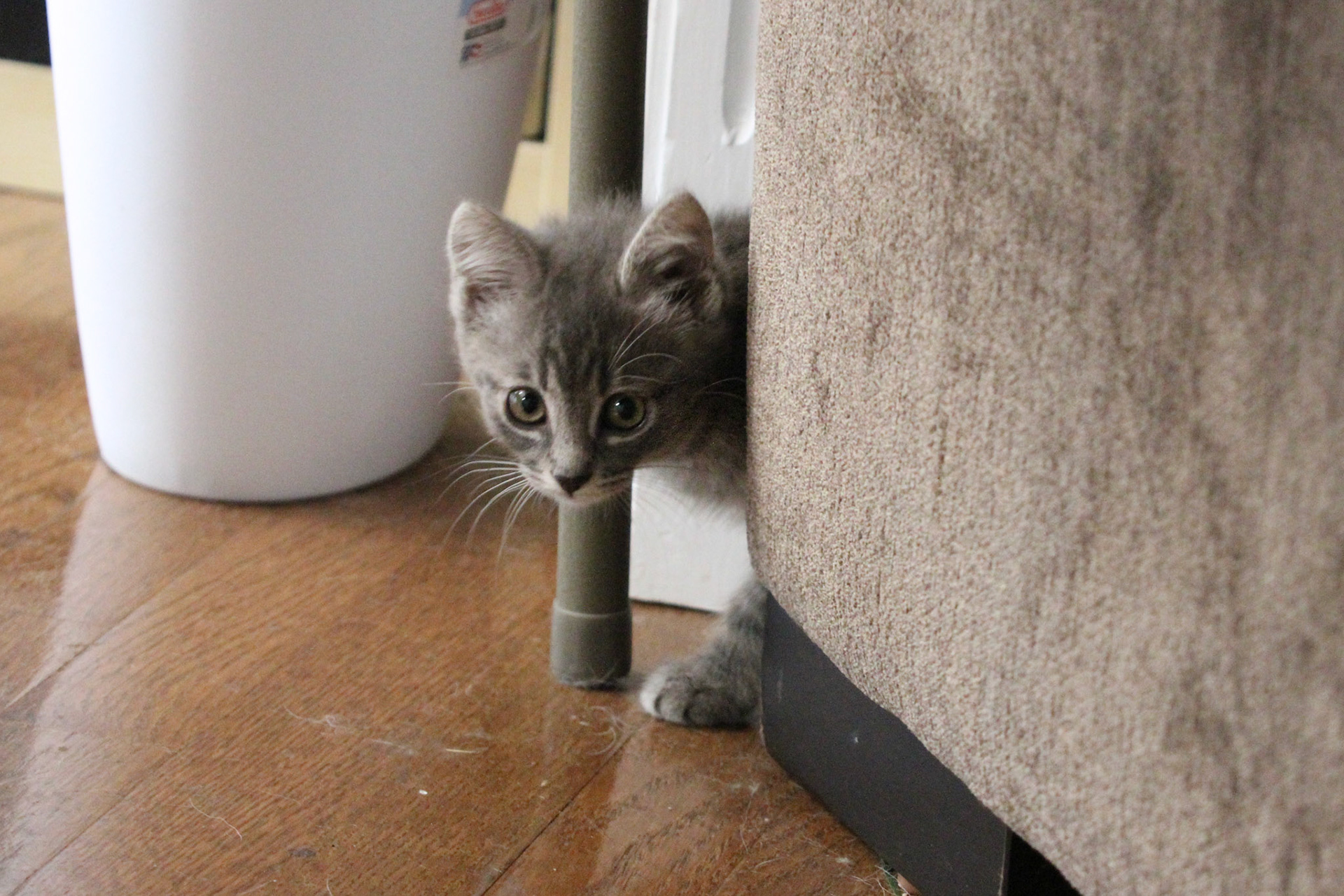 Tabby kitten, KY, Jun. 2024