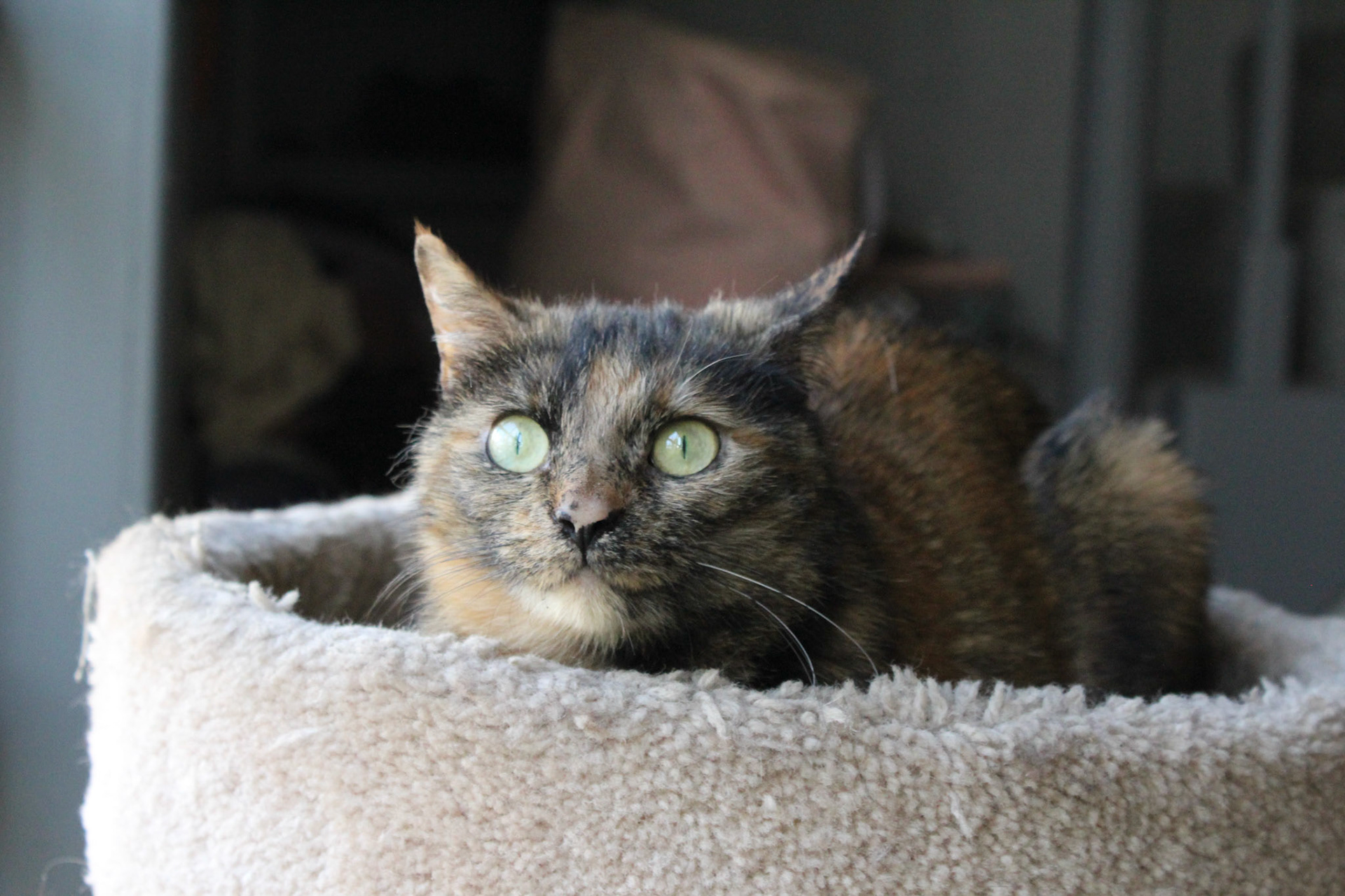 Tortoiseshell cat, KY, Sep. 2023