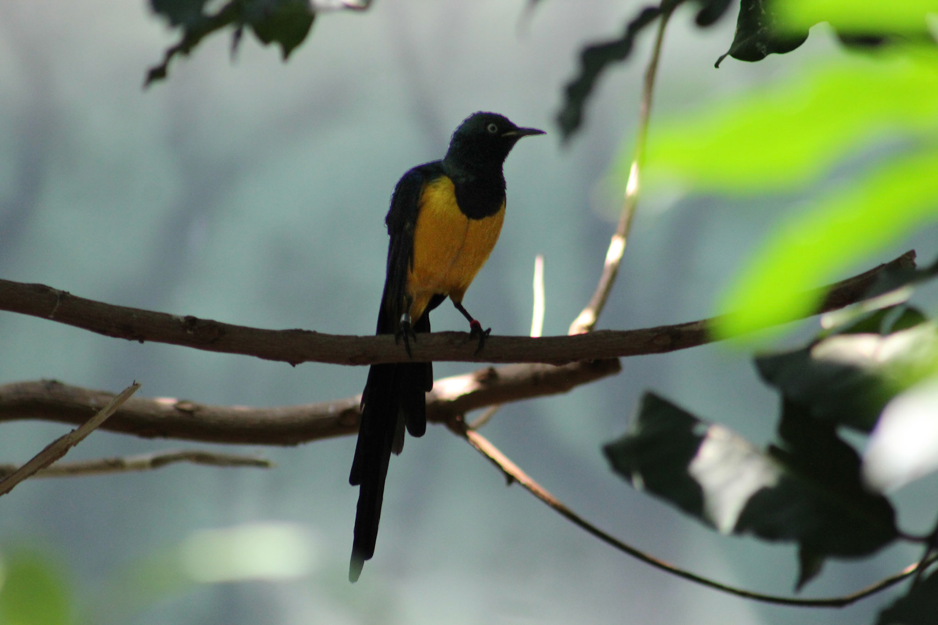 Louisville Zoo, KY, Aug. 2023