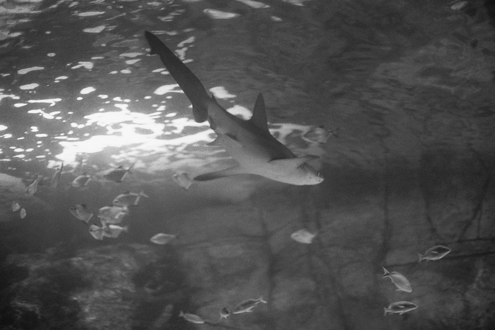 Newport Aquarium, KY, Nov. 2024