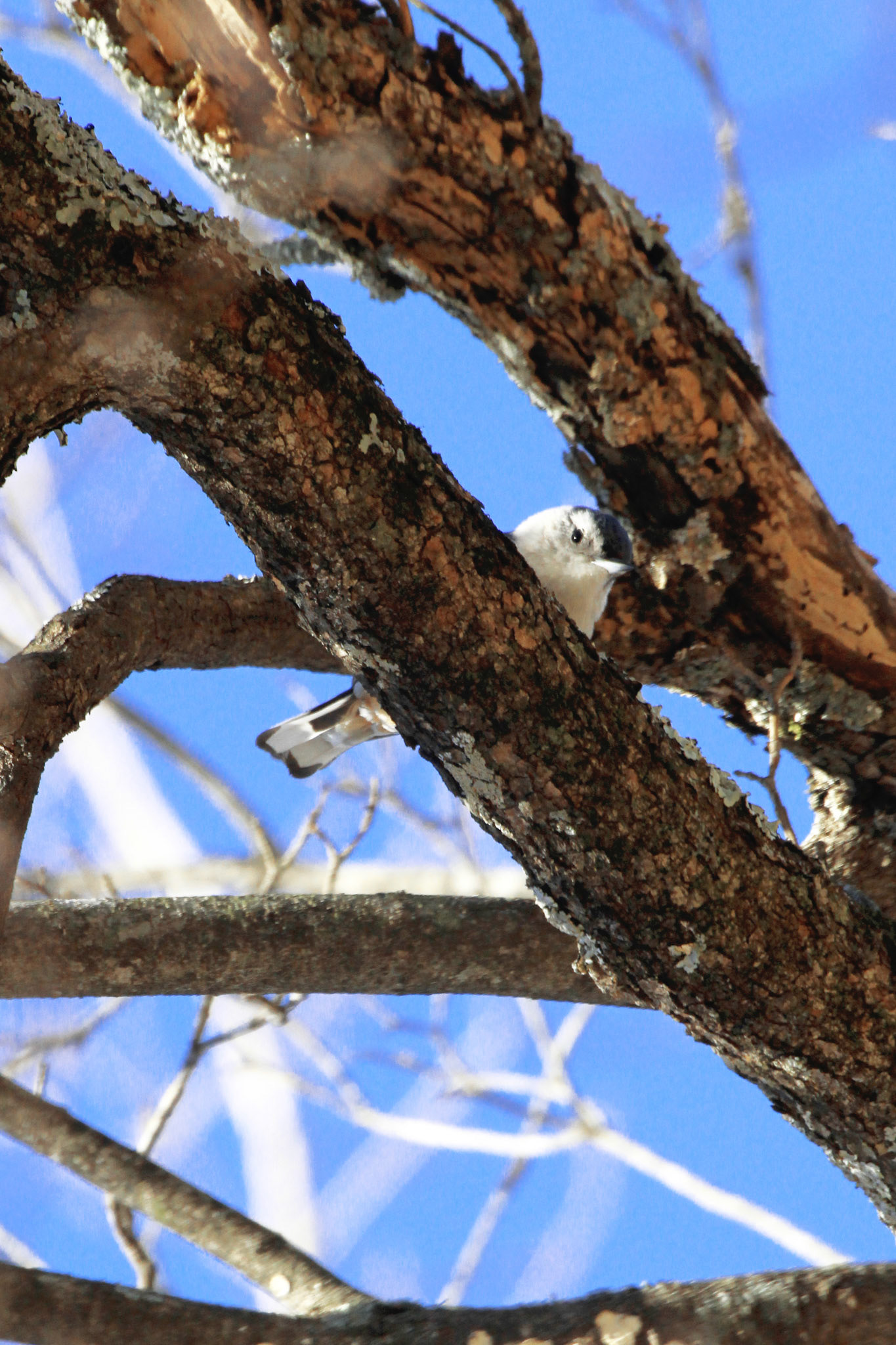 White-breasted nuthatch, Highview Park, KY, Mar. 2025