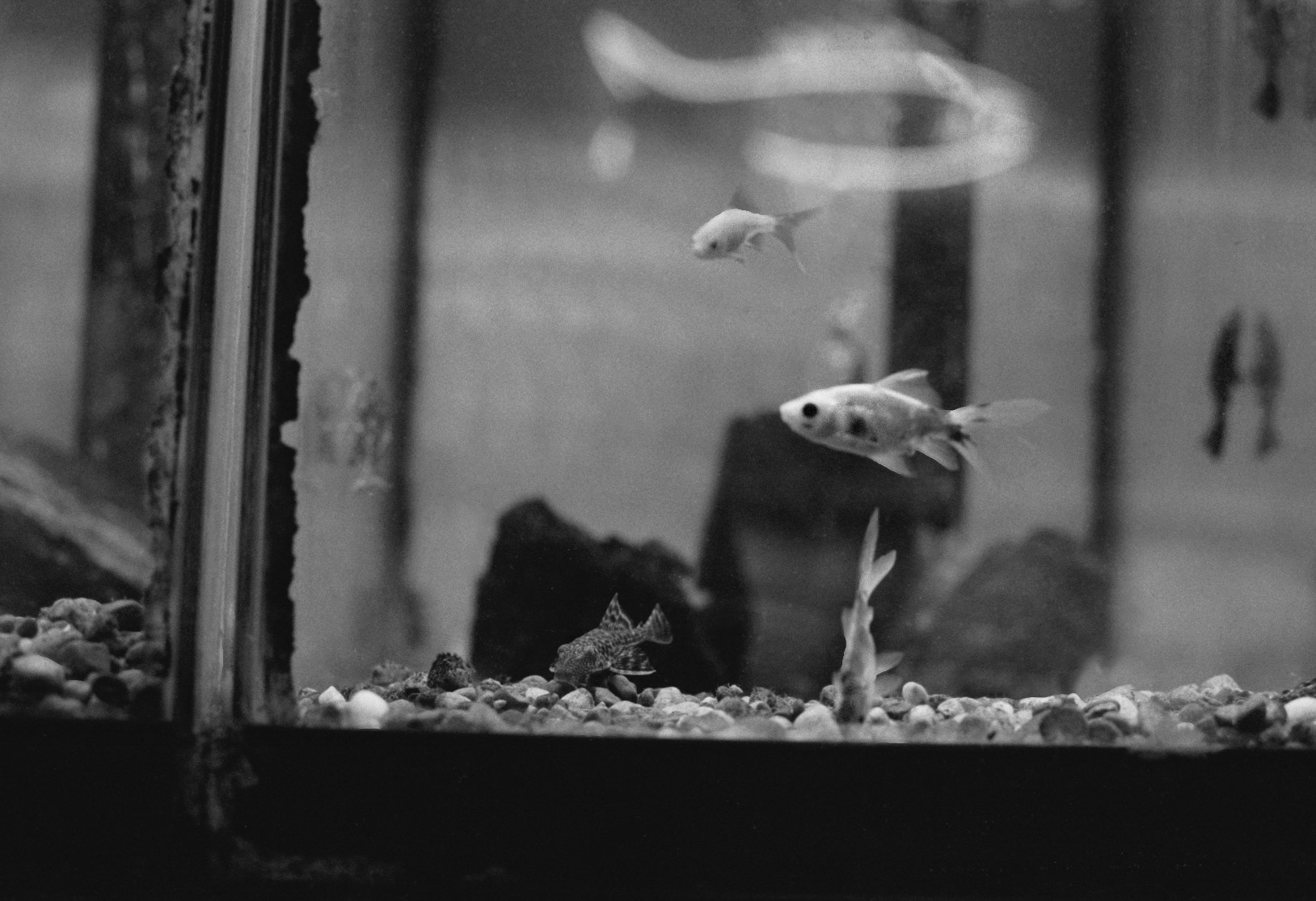 Sandy's Pet Shop, KY, Nov. 2023