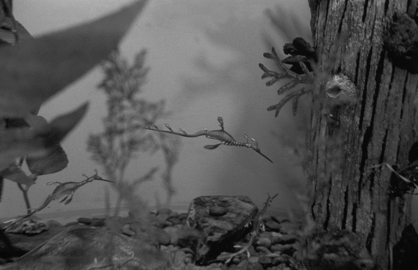 Ripley's Aquarium of the Smokies, TN, May 2024