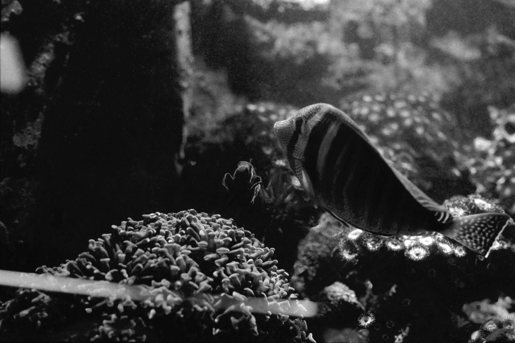 Sandy's Pet Shop, KY, Nov. 2023