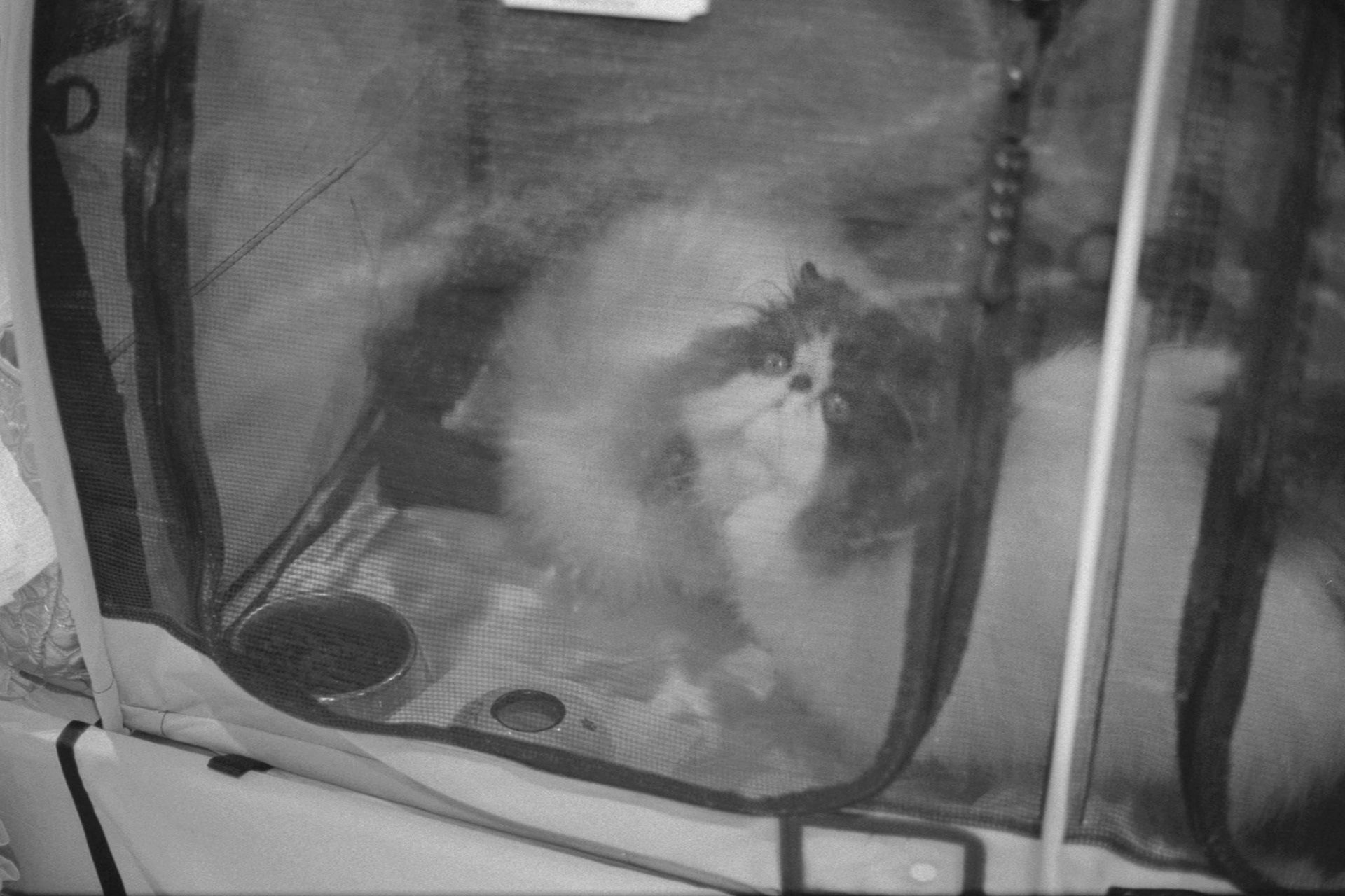 ACFA Cat Show, KY, Oct. 2025