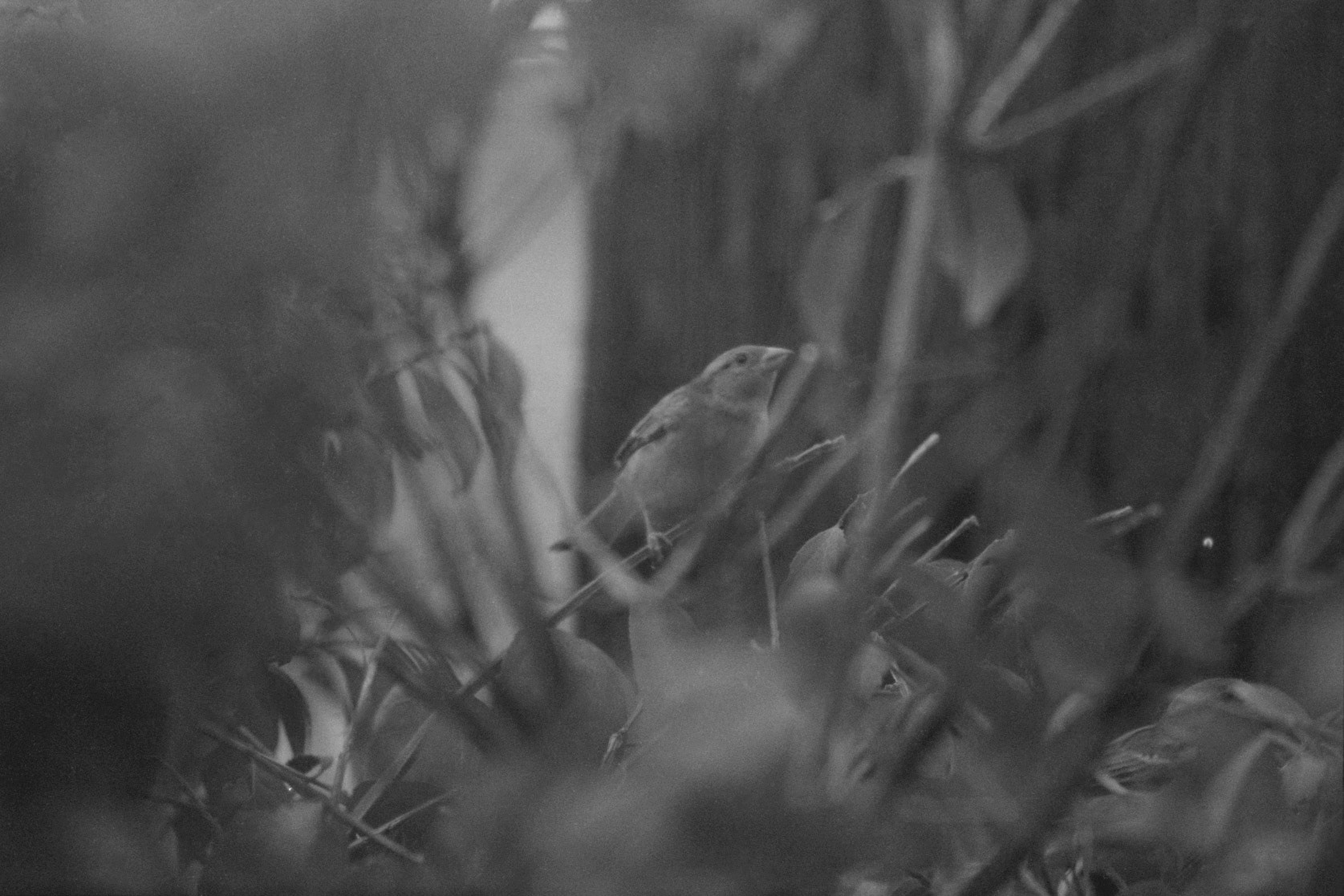 House sparrow (female), KY, Sep. 2023