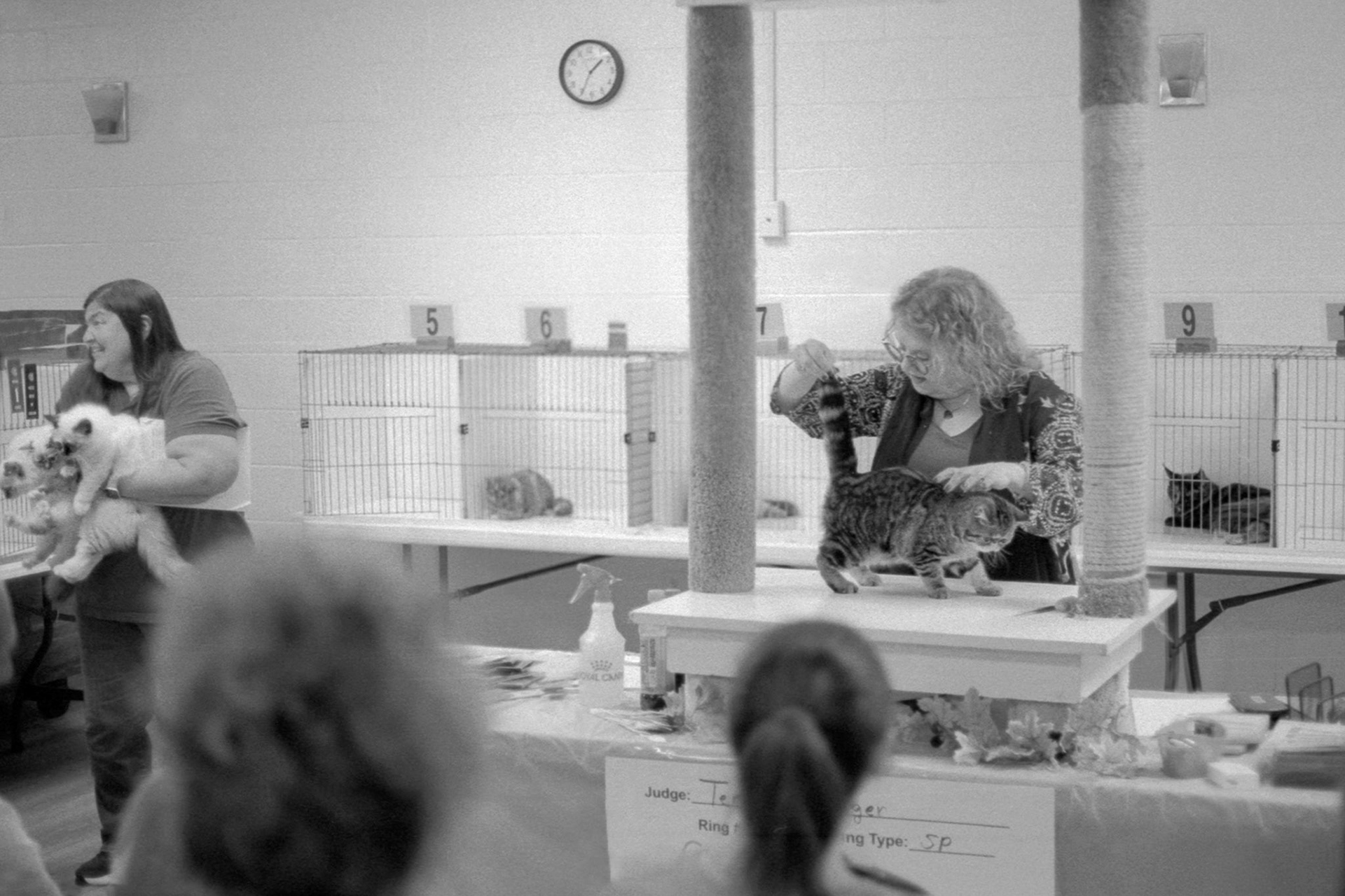 ACFA Cat Show, KY, Oct. 2025