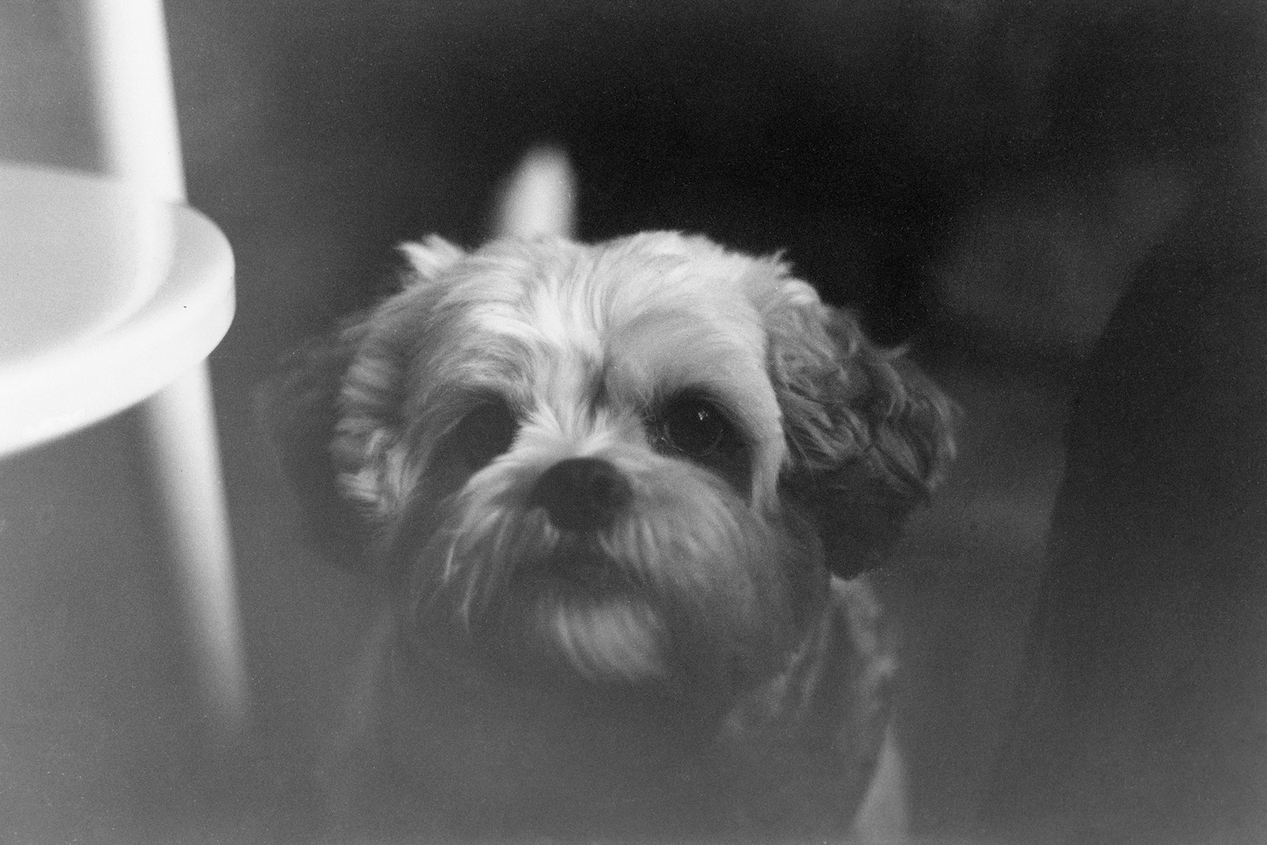 Maltipoo dog, KY, Sep. 2023