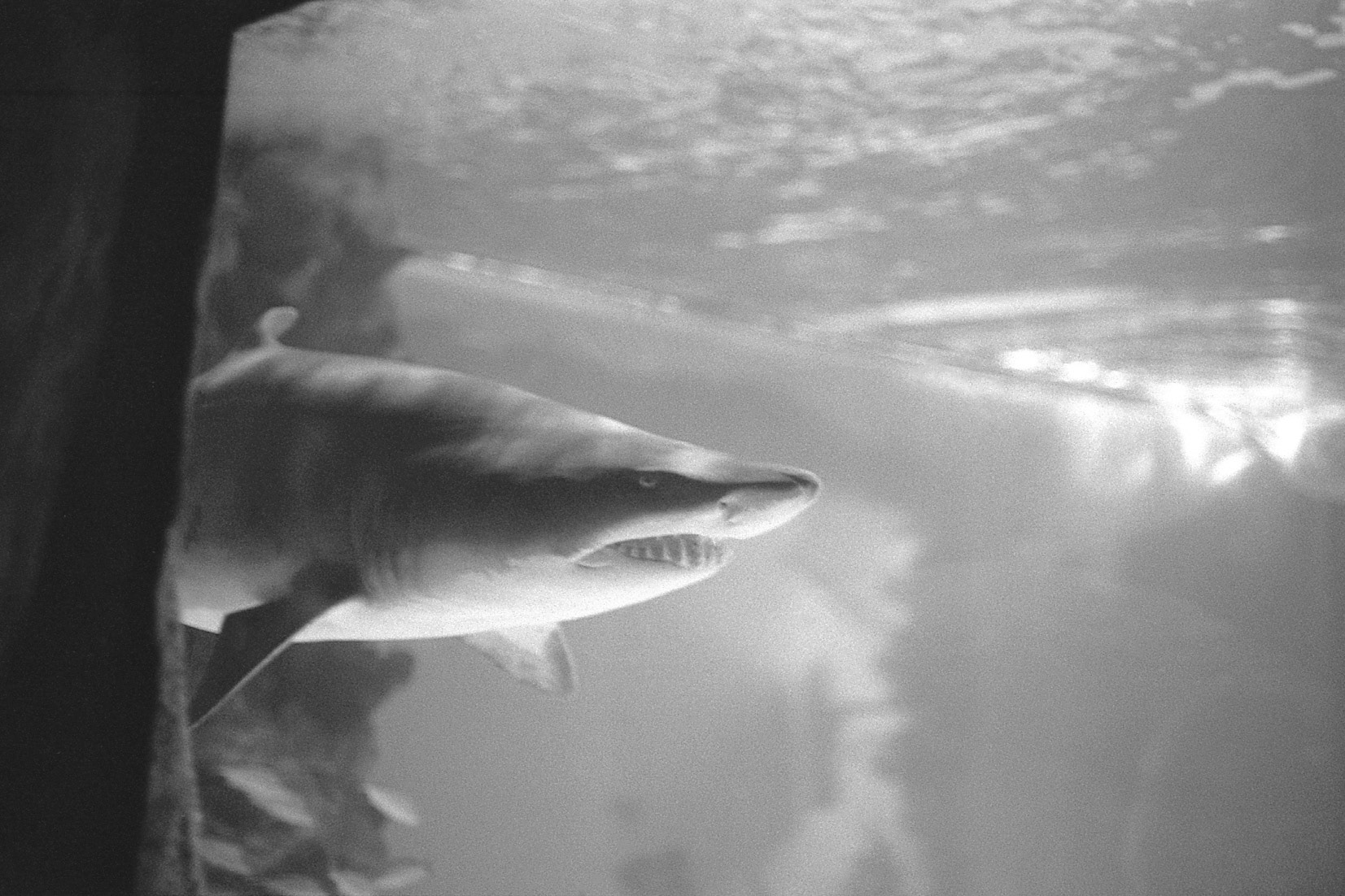 Newport Aquarium, KY, Nov. 2024