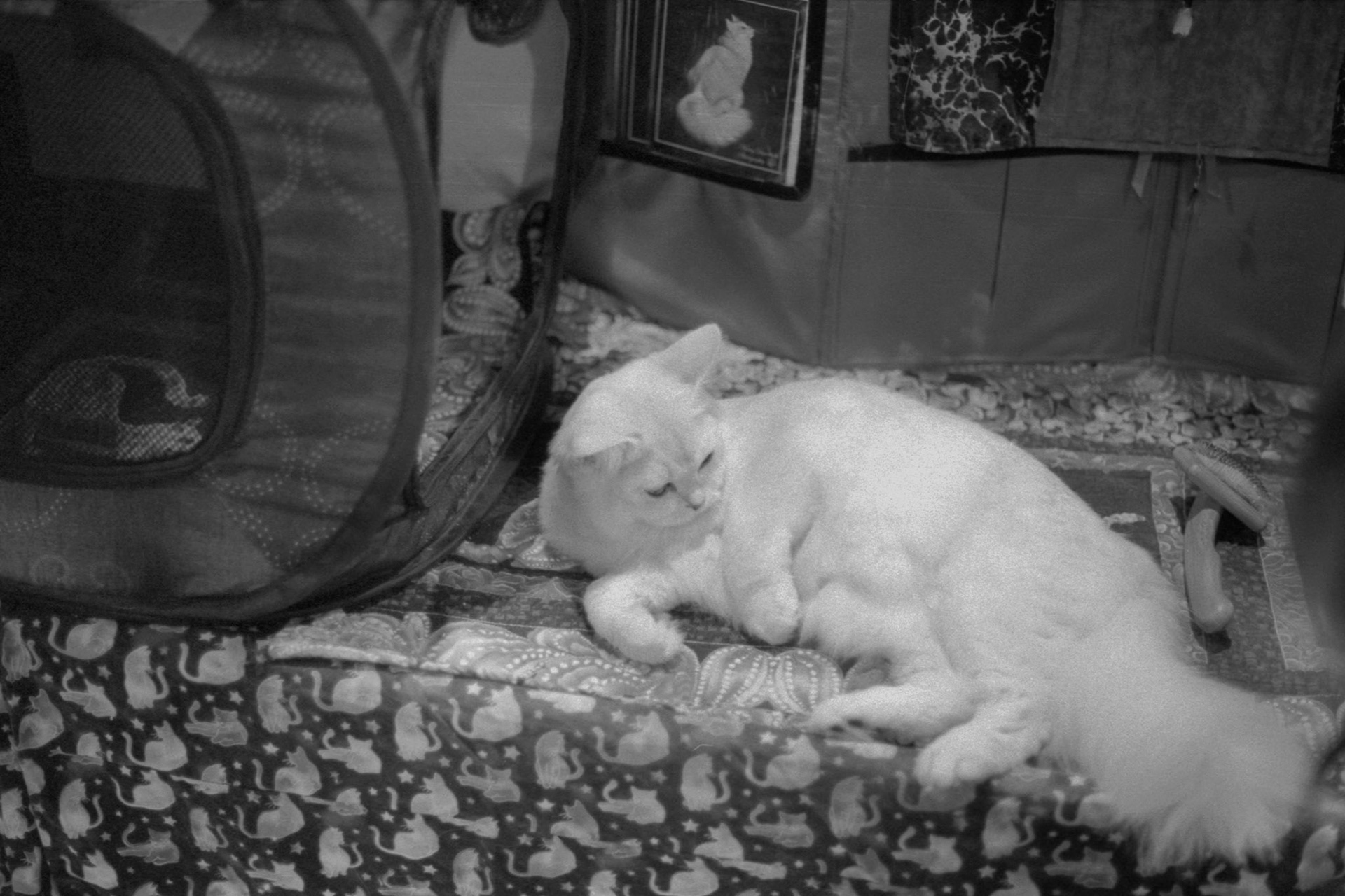 ACFA Cat Show, KY, Oct. 2025