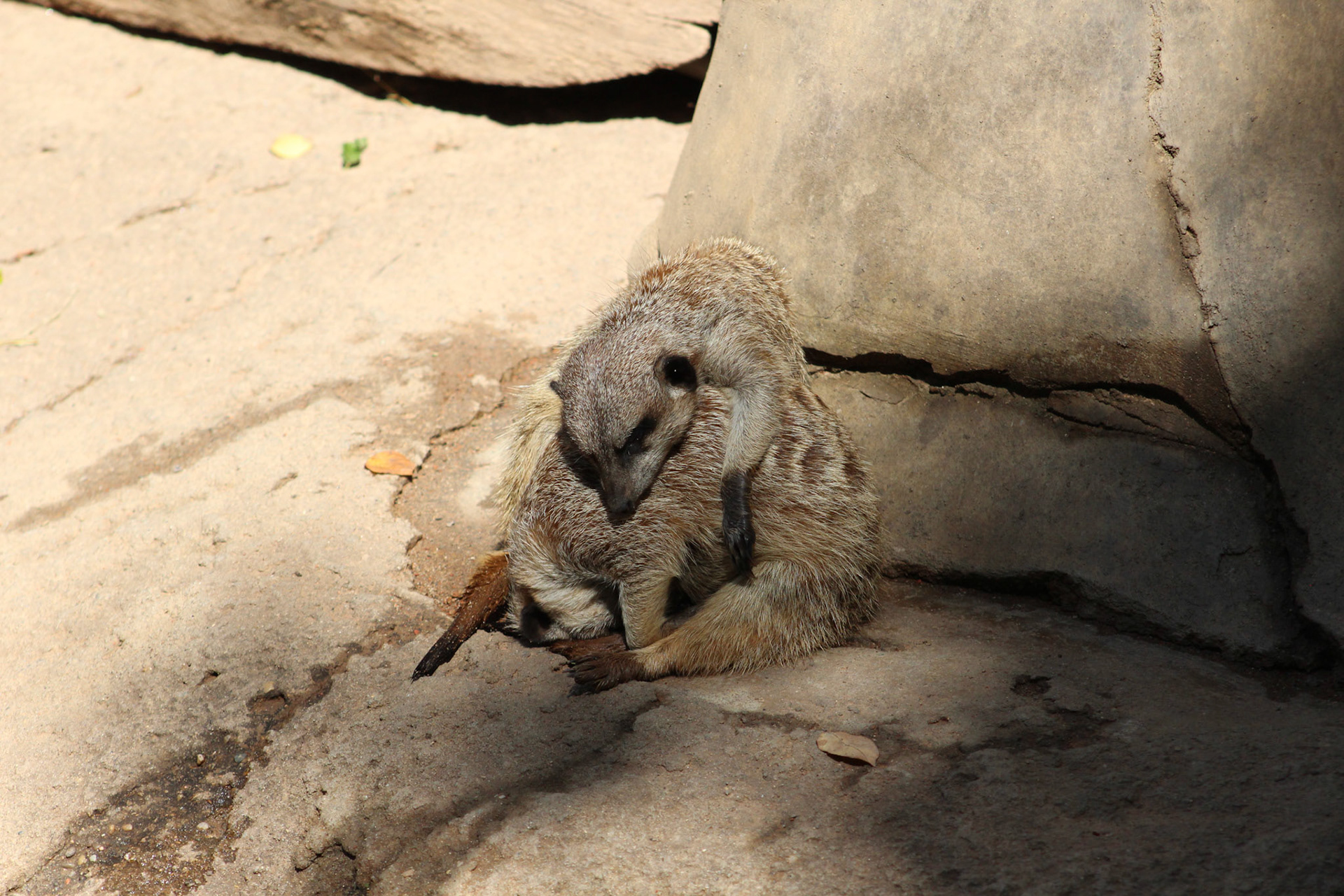 Louisville Zoo, KY, Aug. 2023