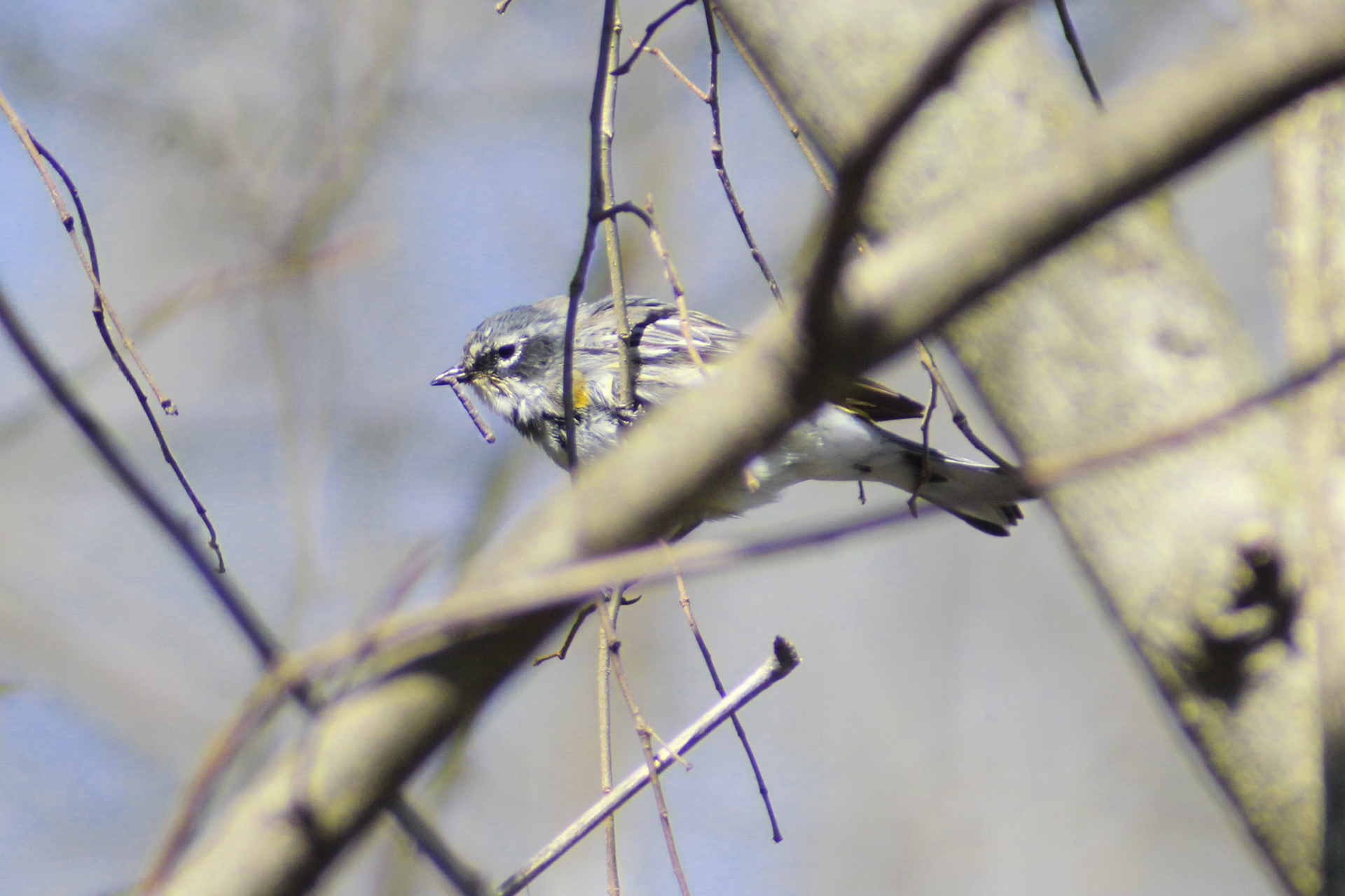 Yellow-rumped warbler, Putney Pond, KY, Mar. 2024