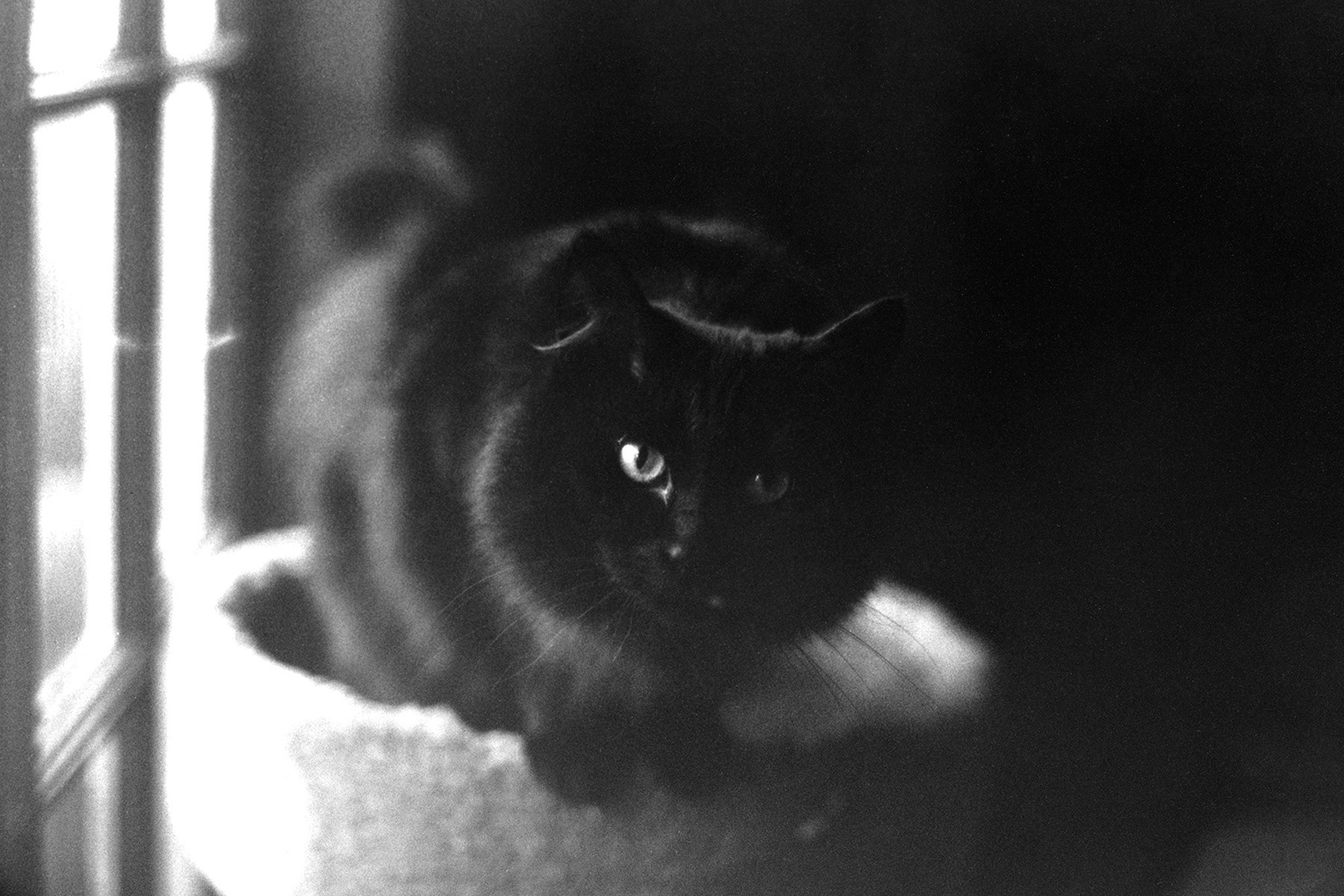 Longhair cat, KY, Sep. 2023