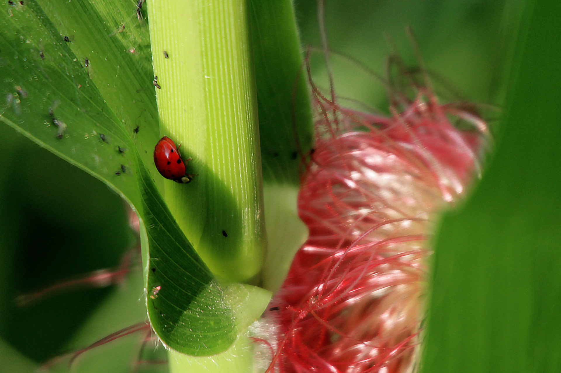 Close-up of ladybug and aphids on corn plant, KY, Jul. 2024