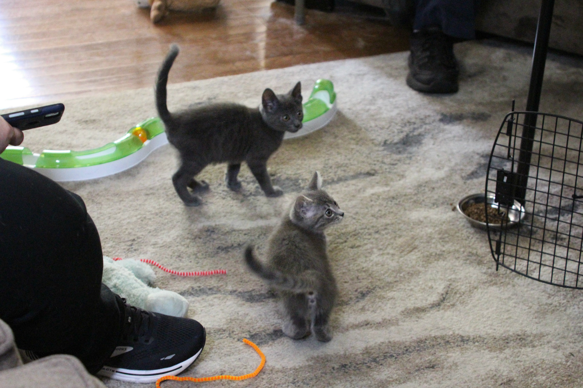 Two gray kitten siblings, KY, Jun. 2024