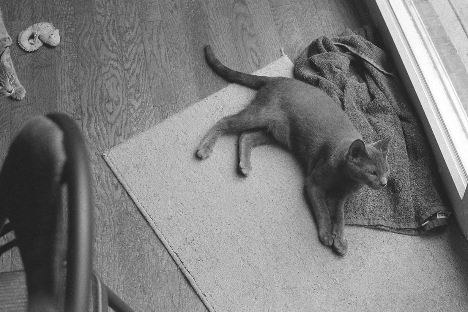 Kitten lounging on floor, KY, Nov. 2024