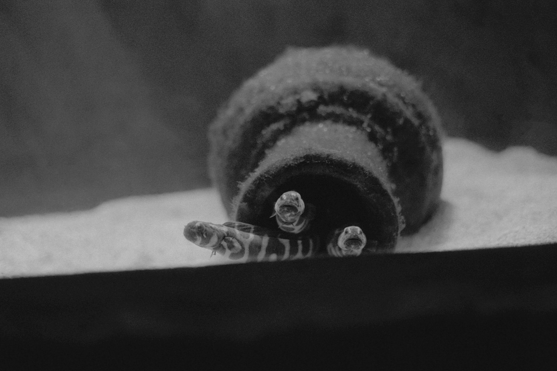 Newport Aquarium, KY, Nov. 2023