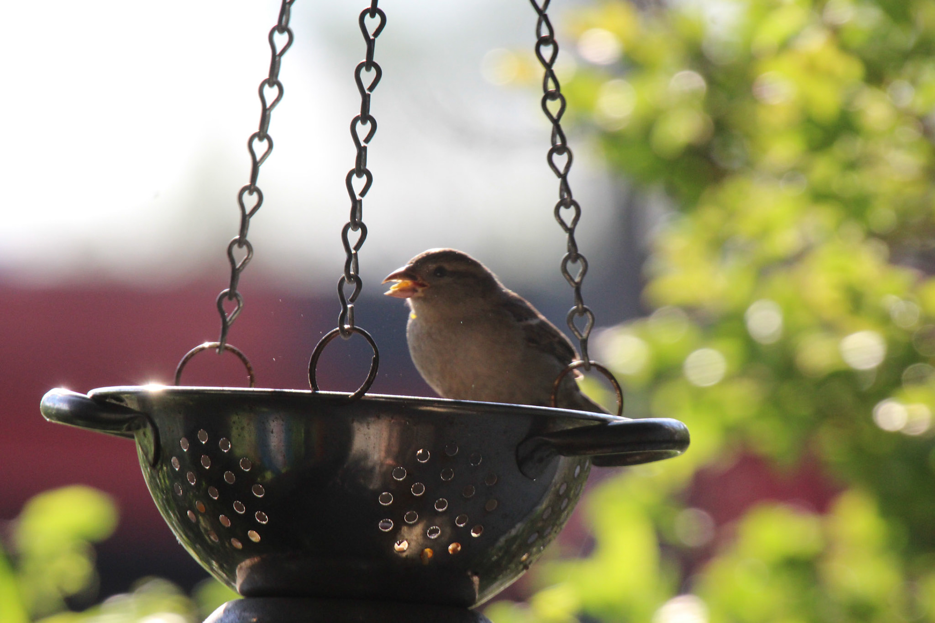 House sparrow, KY, Aug. 2024