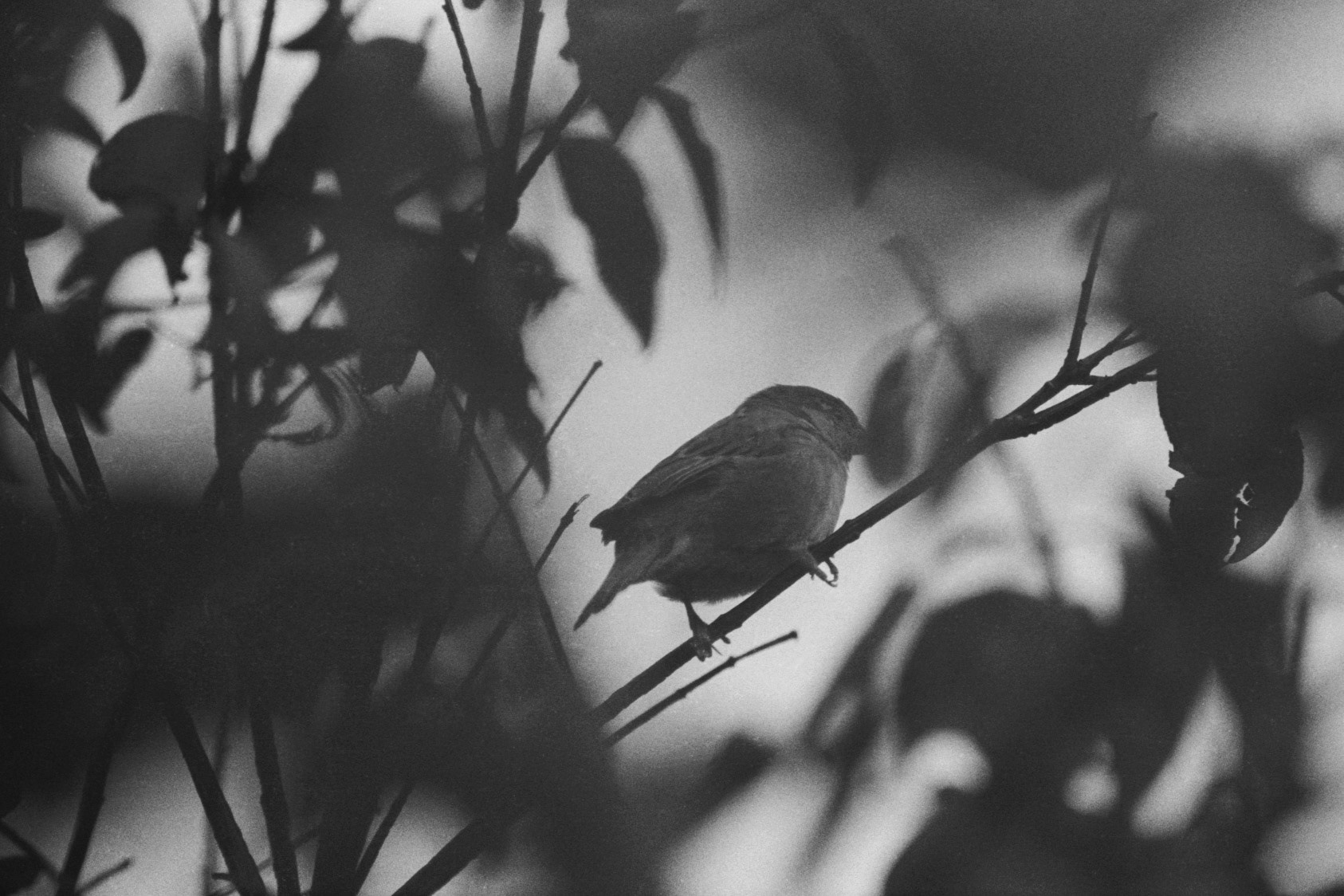 House sparrow, KY, Sep. 2023