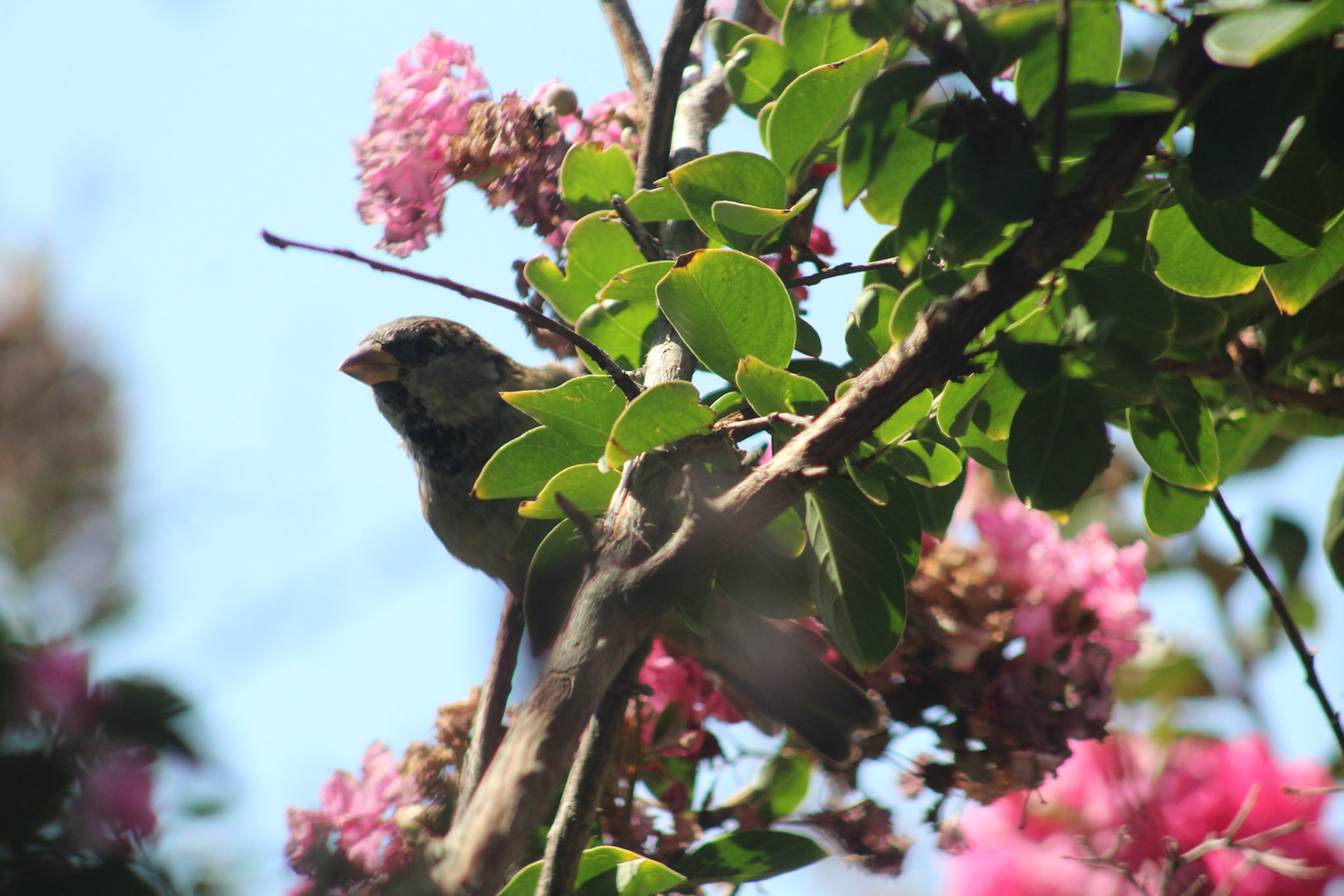 House sparrow, KY, Sep. 2023