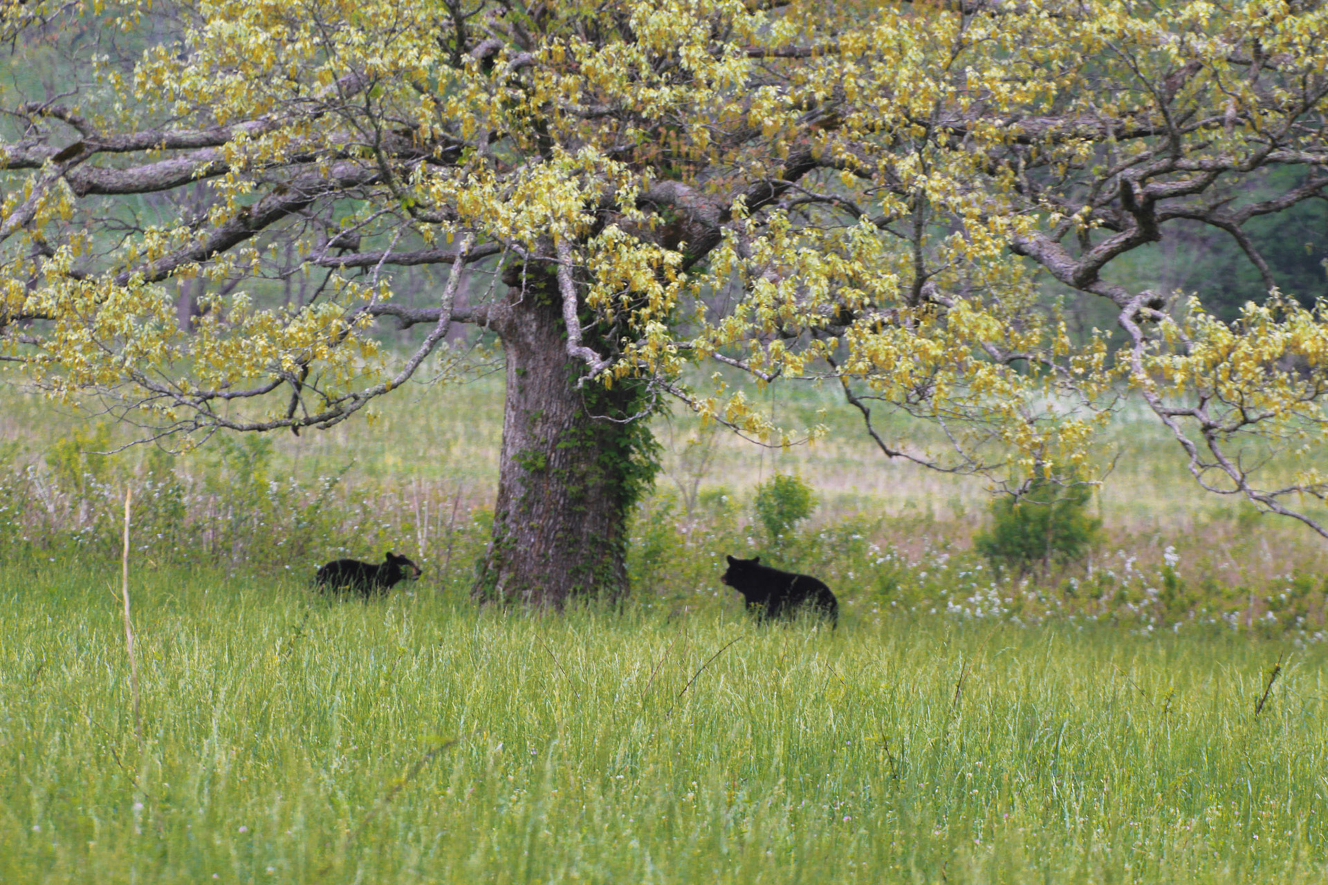 Mother black bear with baby under tree, Gatlinburg, TN, May 2024