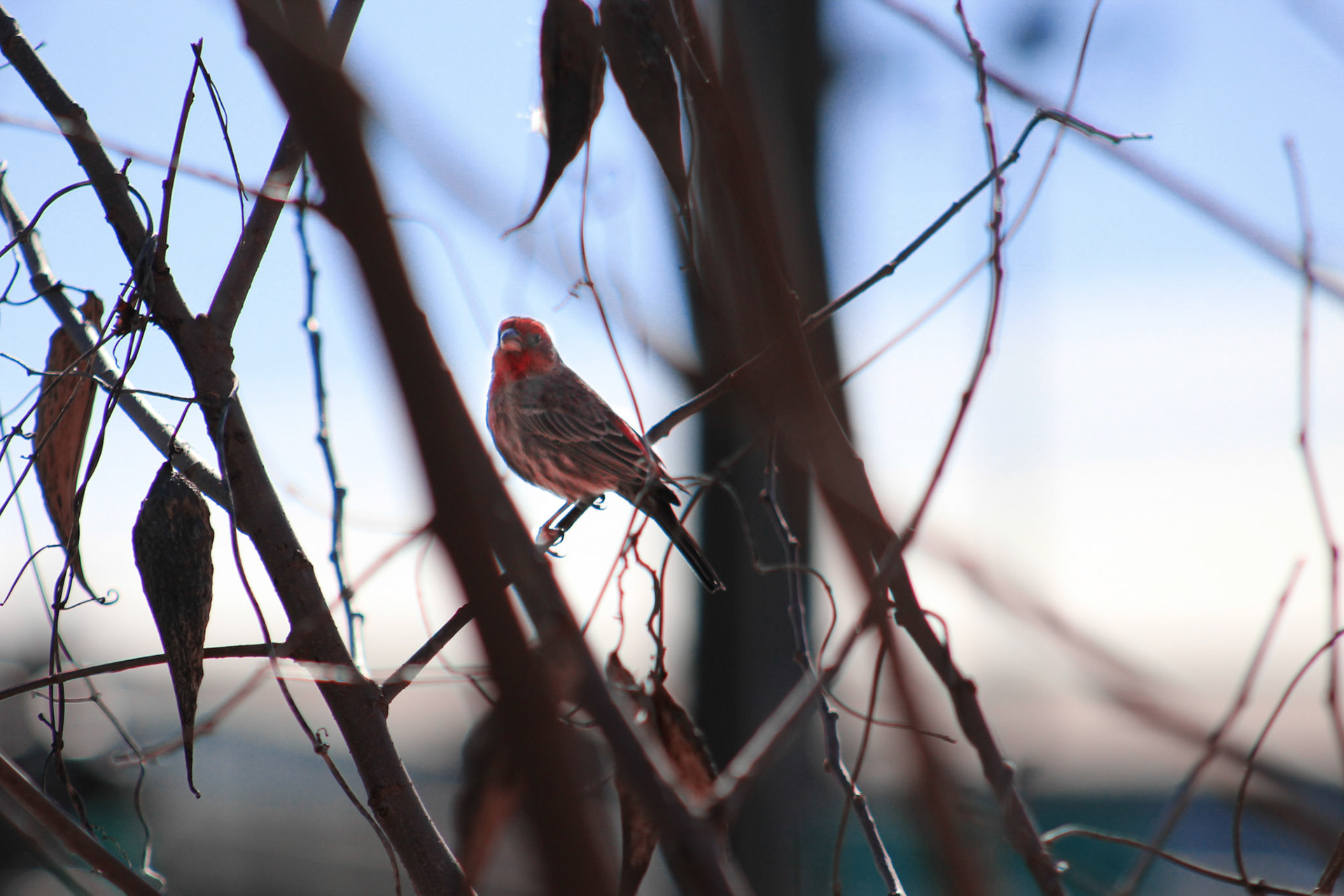 House finch, KY, Feb. 2024