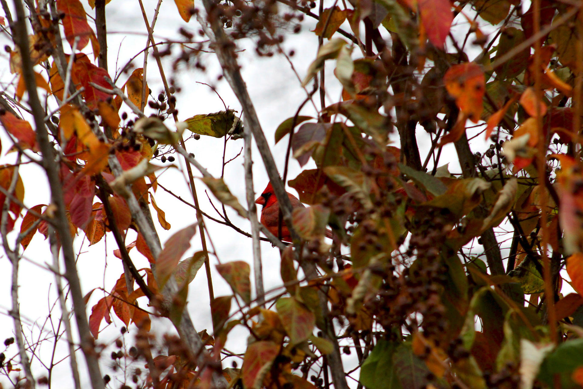 Northern cardinal, KY, Nov. 2023