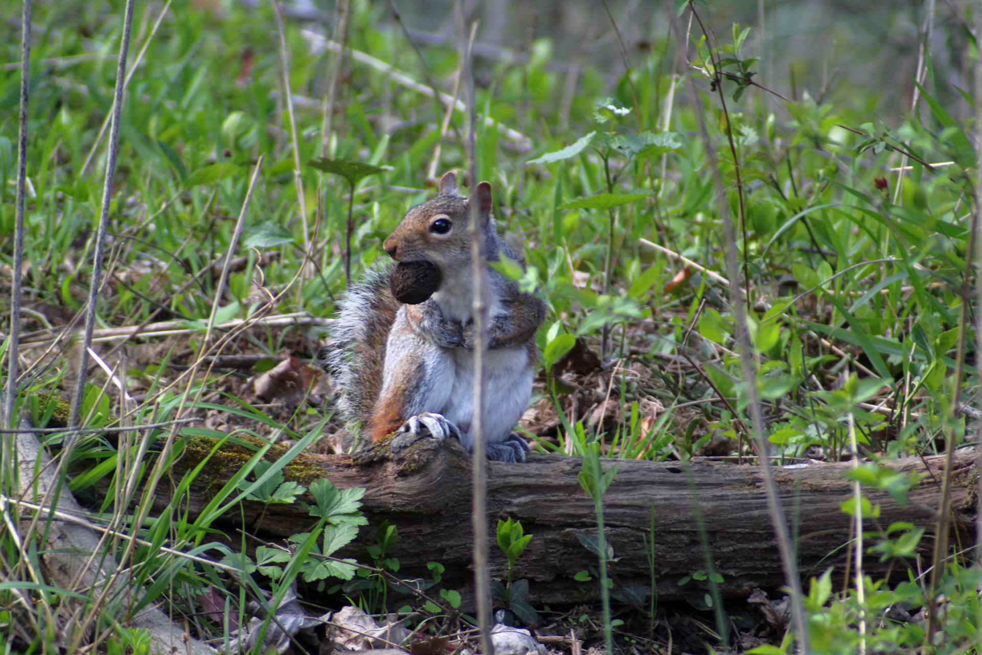 Squirrel, Cherokee Park, KY, Mar. 2024