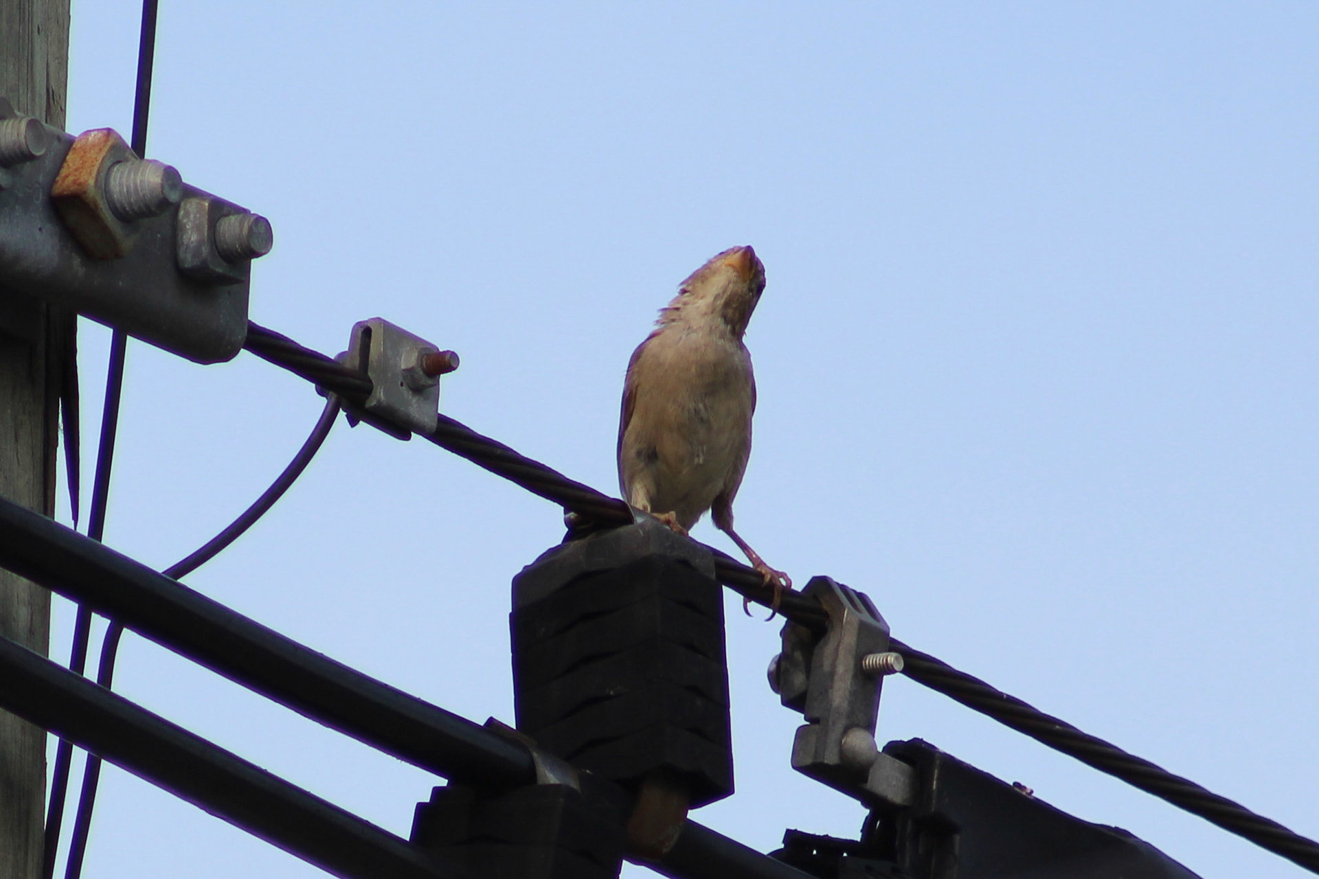 House sparrow, KY, Aug. 2023