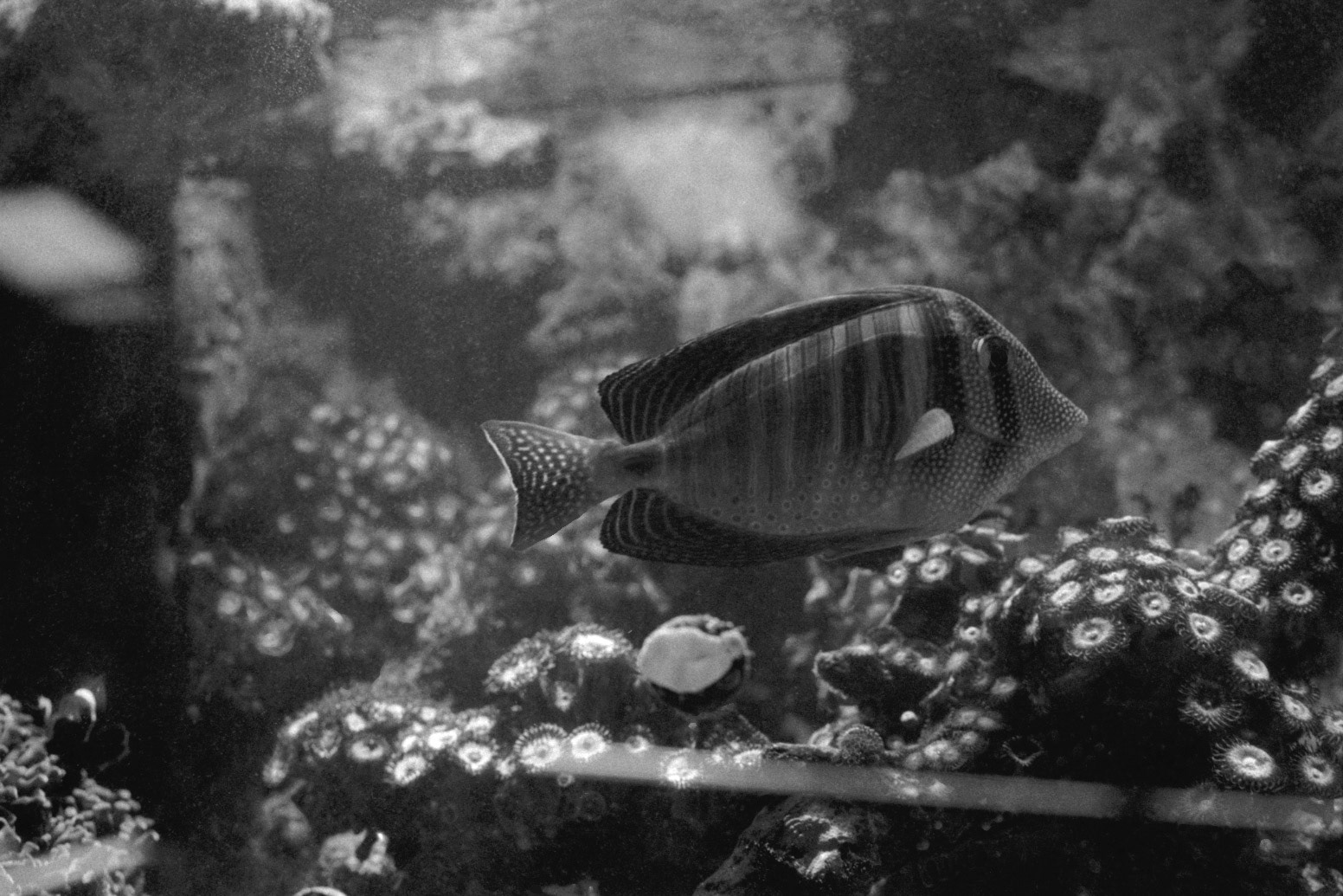 Sandy's Pet Shop, KY, Nov. 2023