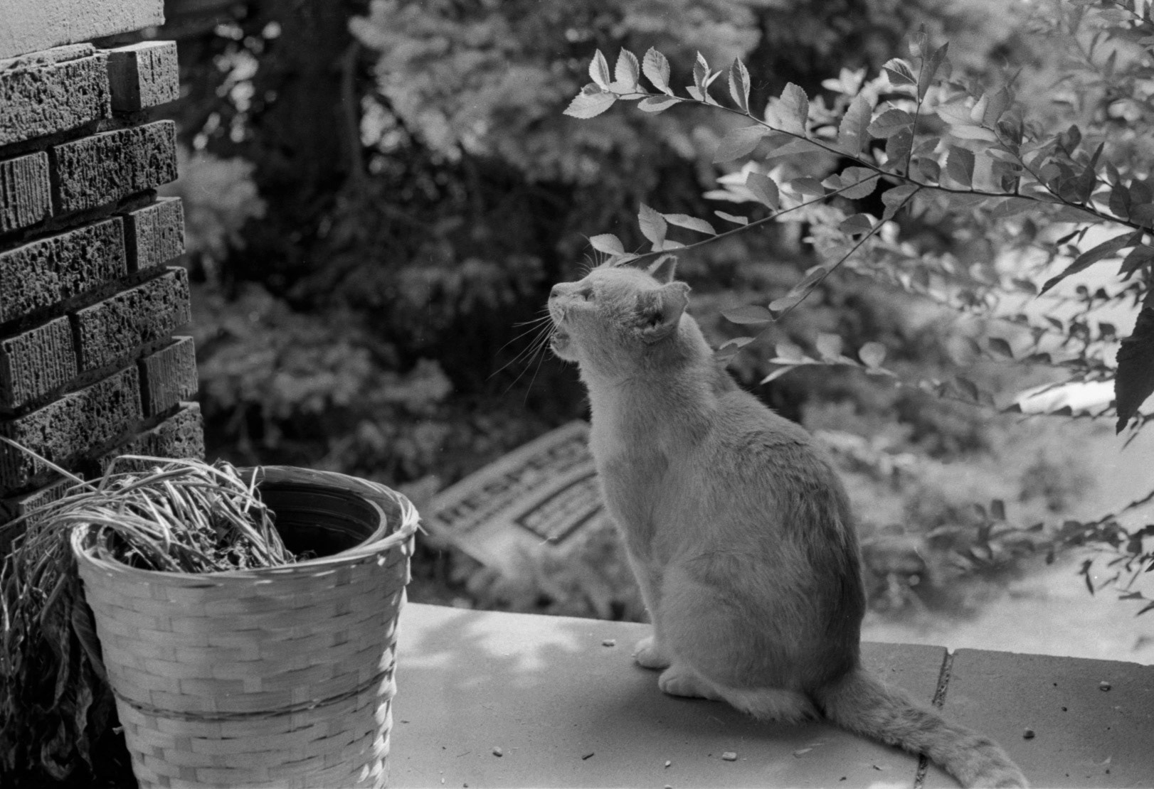 Neighborhood cat, KY, Sep. 2023