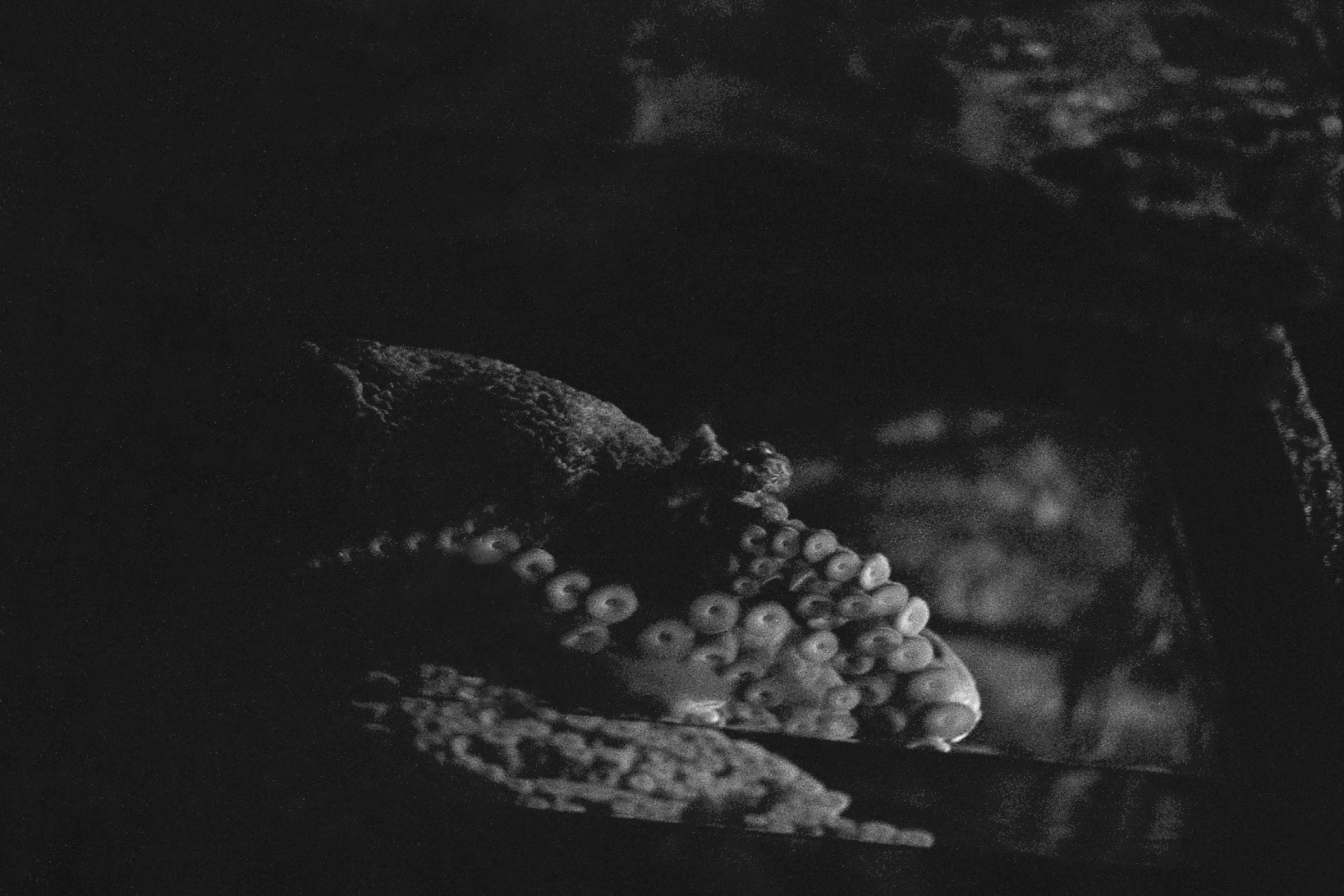 St. Louis Aquarium, MO, Jan. 2025