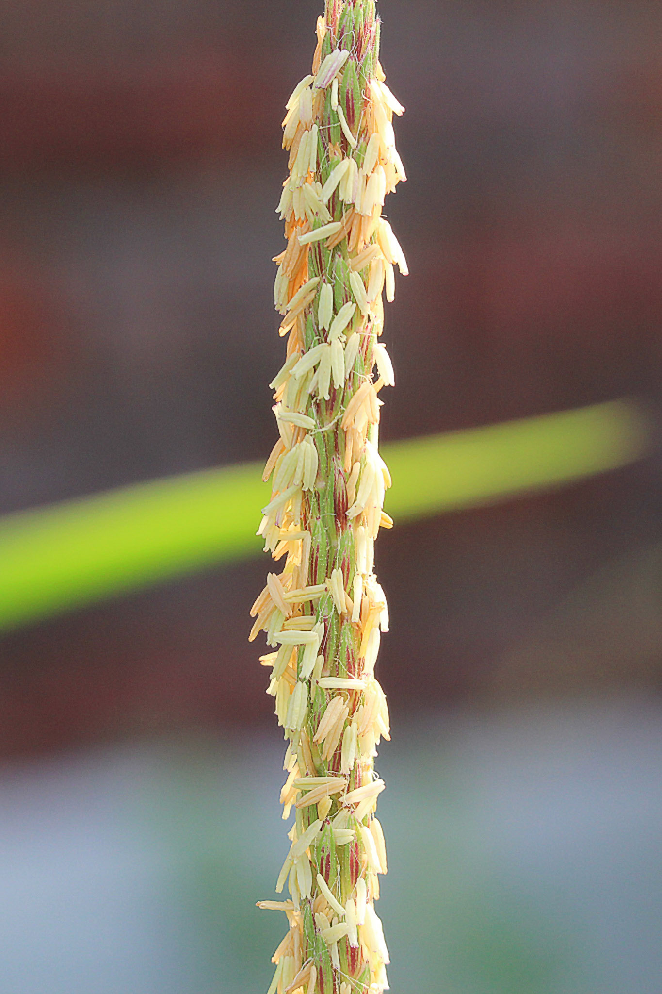 Close-up of young corn plant, KY, Jul. 2024