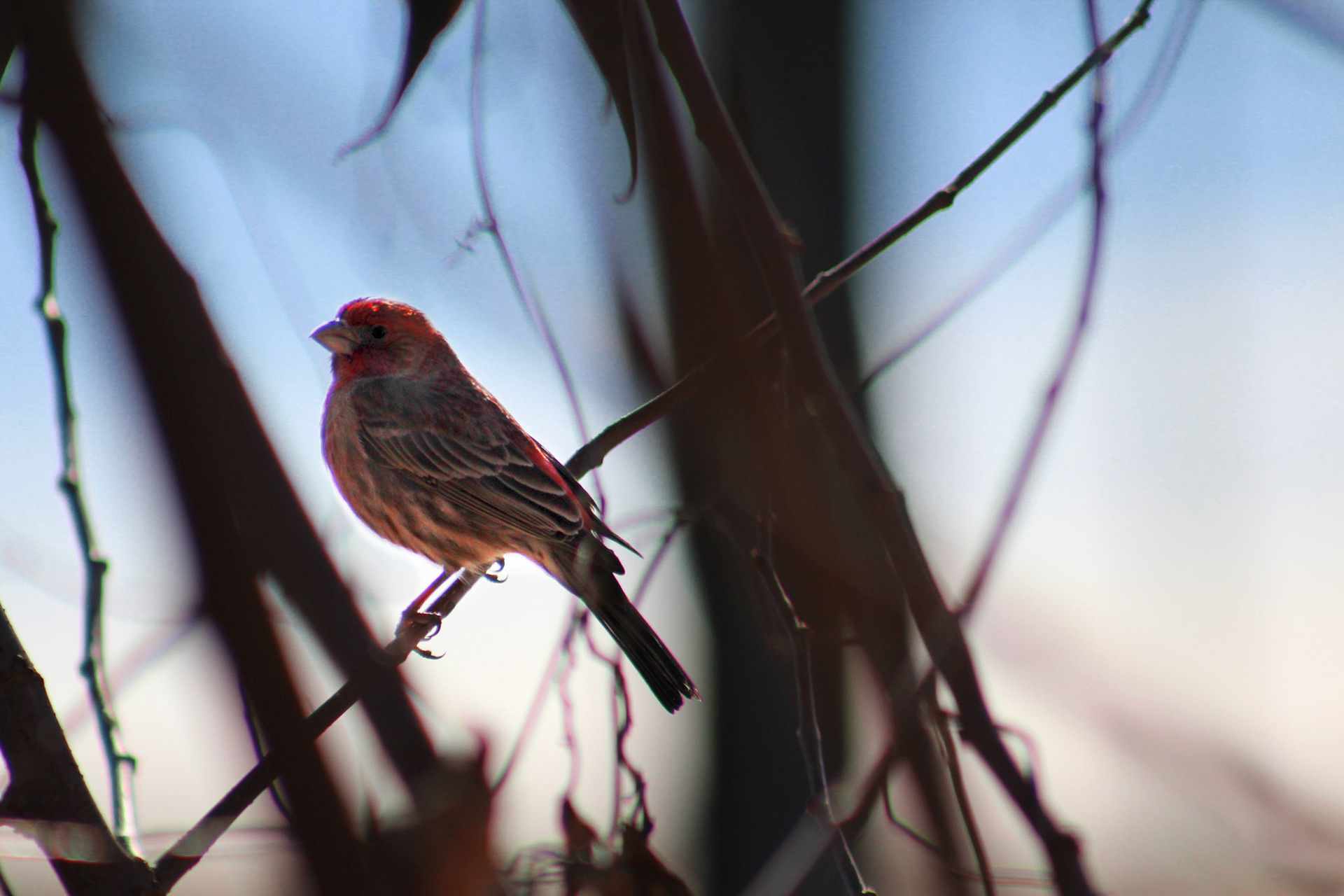 House finch, KY, Feb. 2024