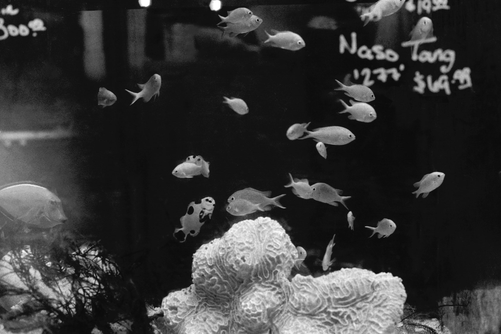 Sandy's Pet Shop, KY, Nov. 2023