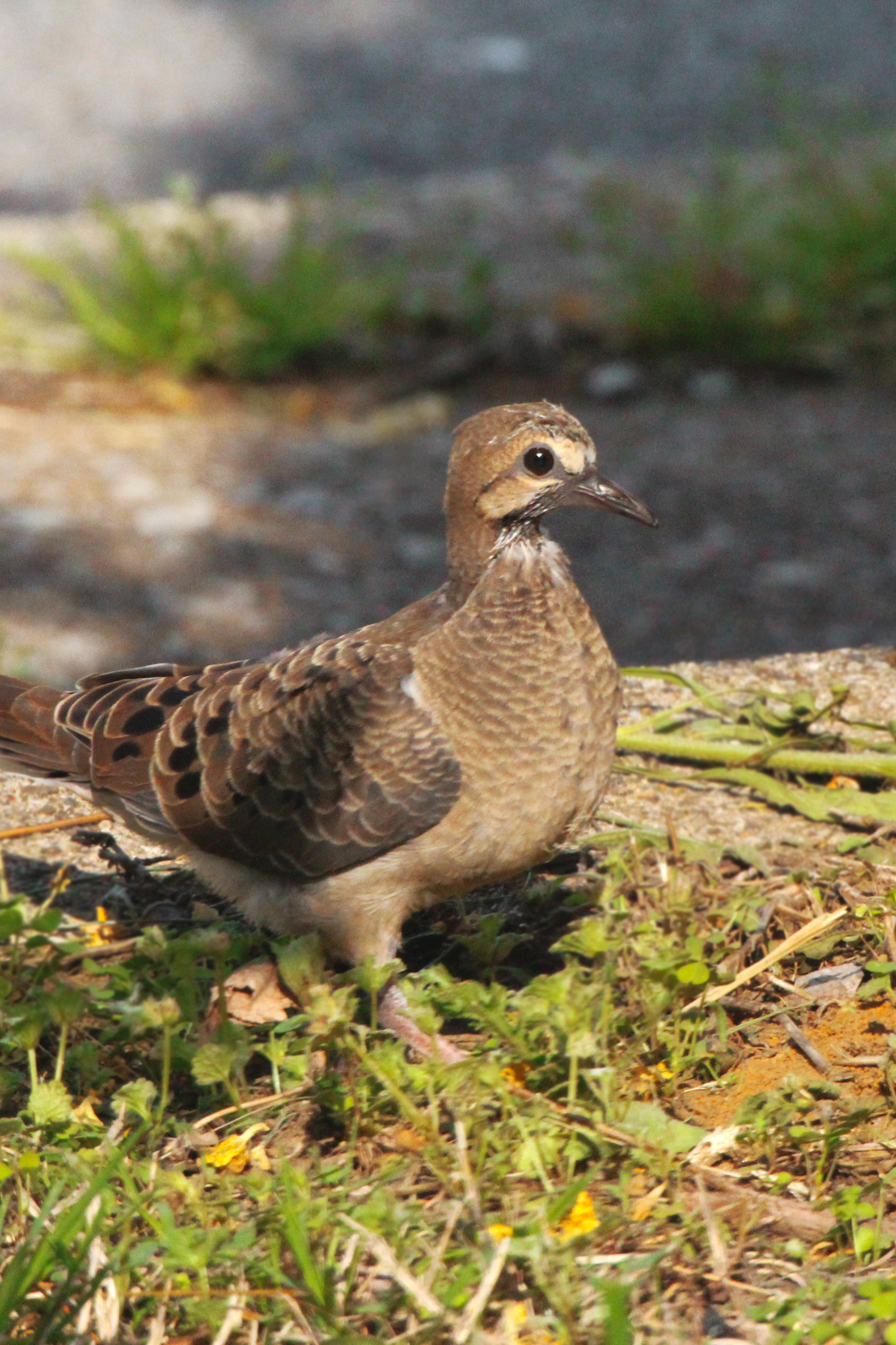 Fledgling mourning dove, KY, May 2025