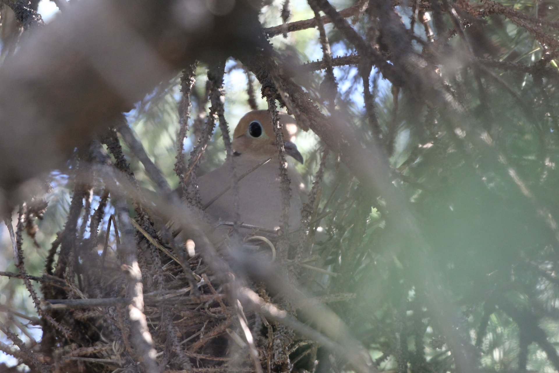 Nesting mourning dove, KY, Aug. 2024