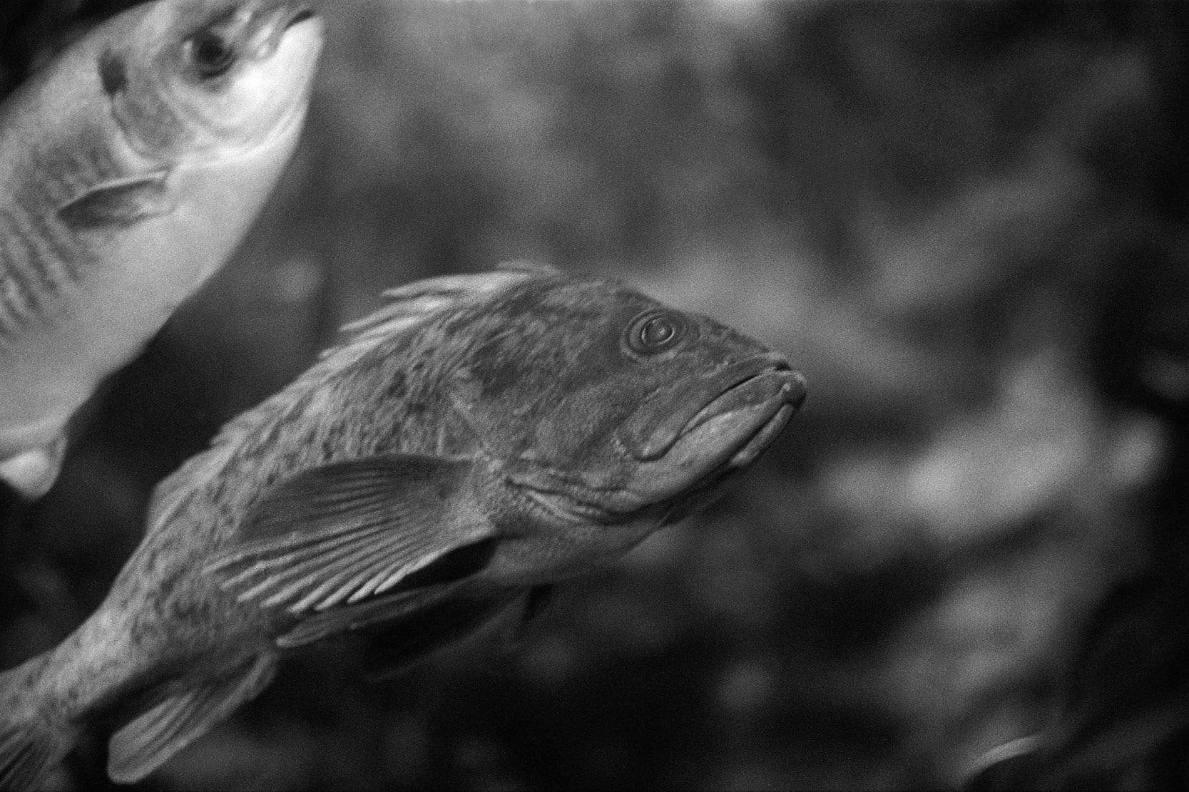 Newport Aquarium, KY, Nov. 2024