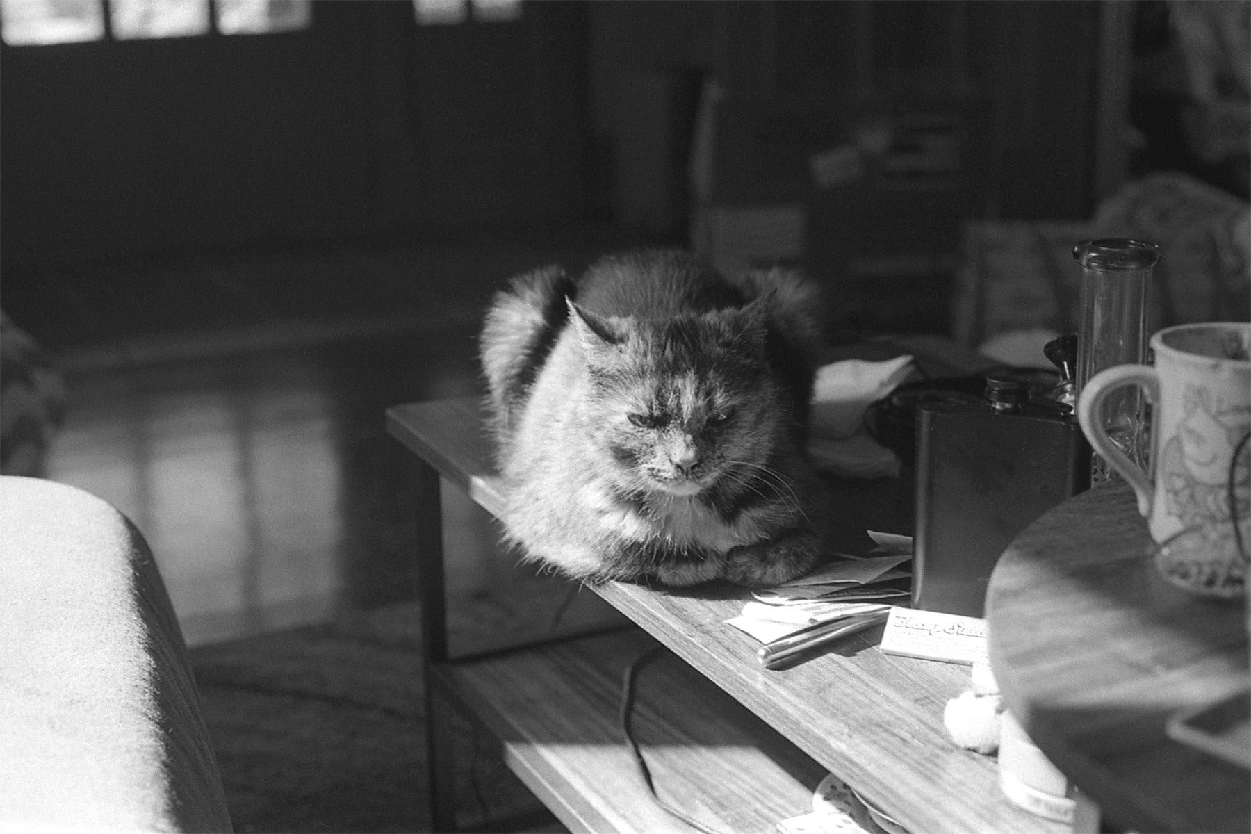 Tortoiseshell cat on coffee table, KY, Apr. 2024