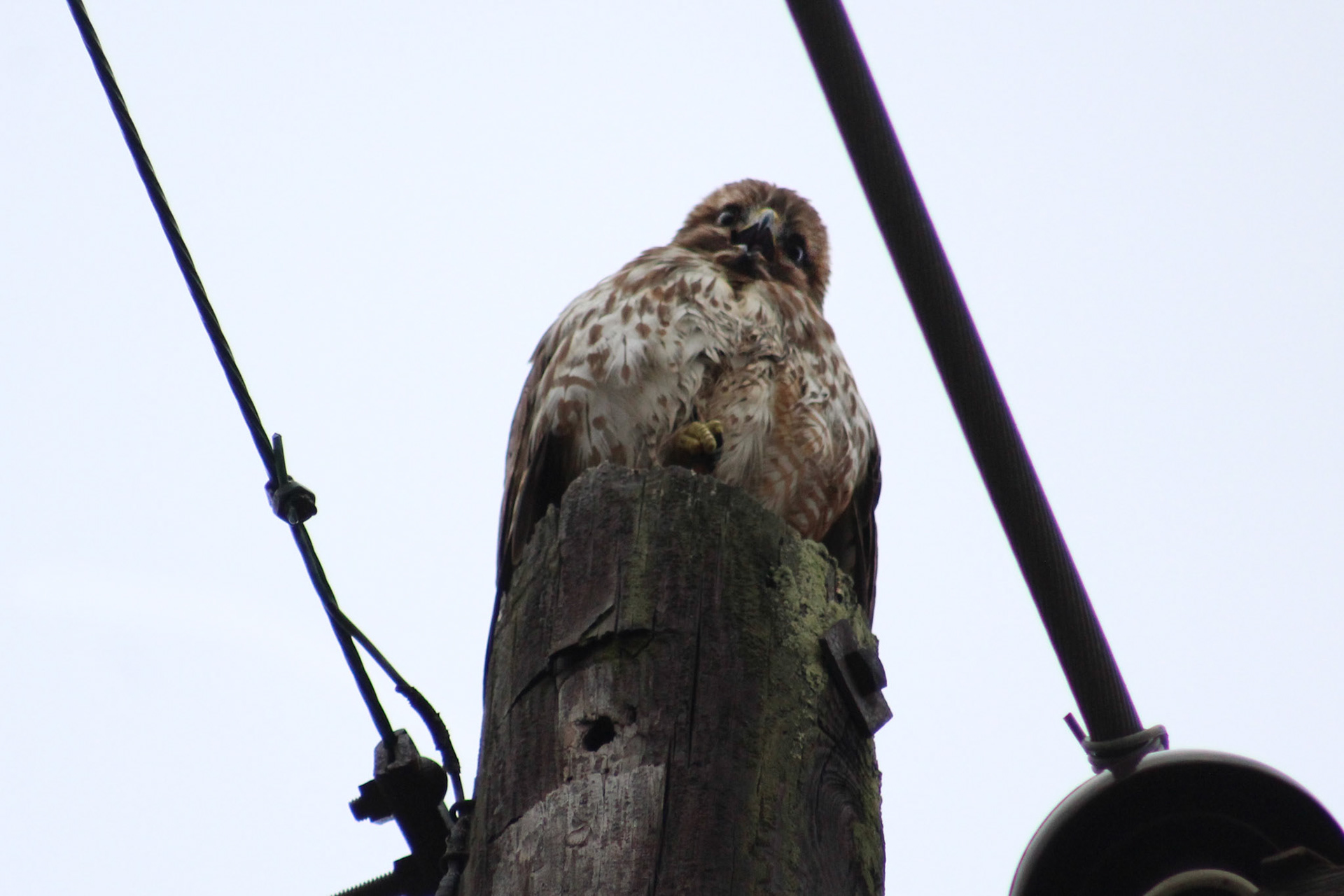 Juvenile hawk sp., KY, Jan. 2024