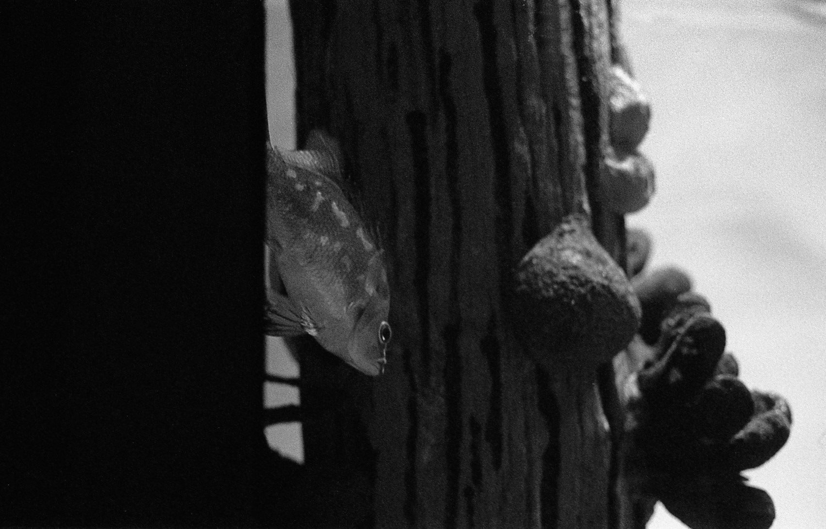 Ripley's Aquarium of the Smokies, TN, May 2024