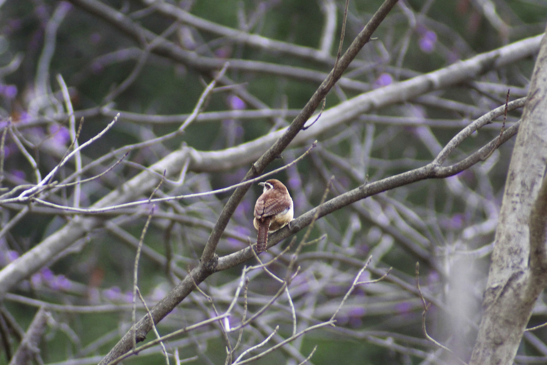 Carolina wren, Nettleroth Bird Sanctuary, KY, Mar. 2024
